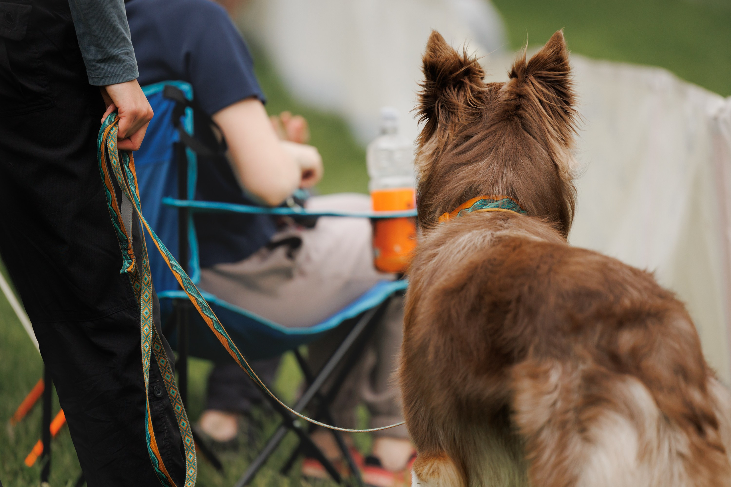 Latające psy, Wrocław'25. Kaja | fotograf psów we Wrocławiu