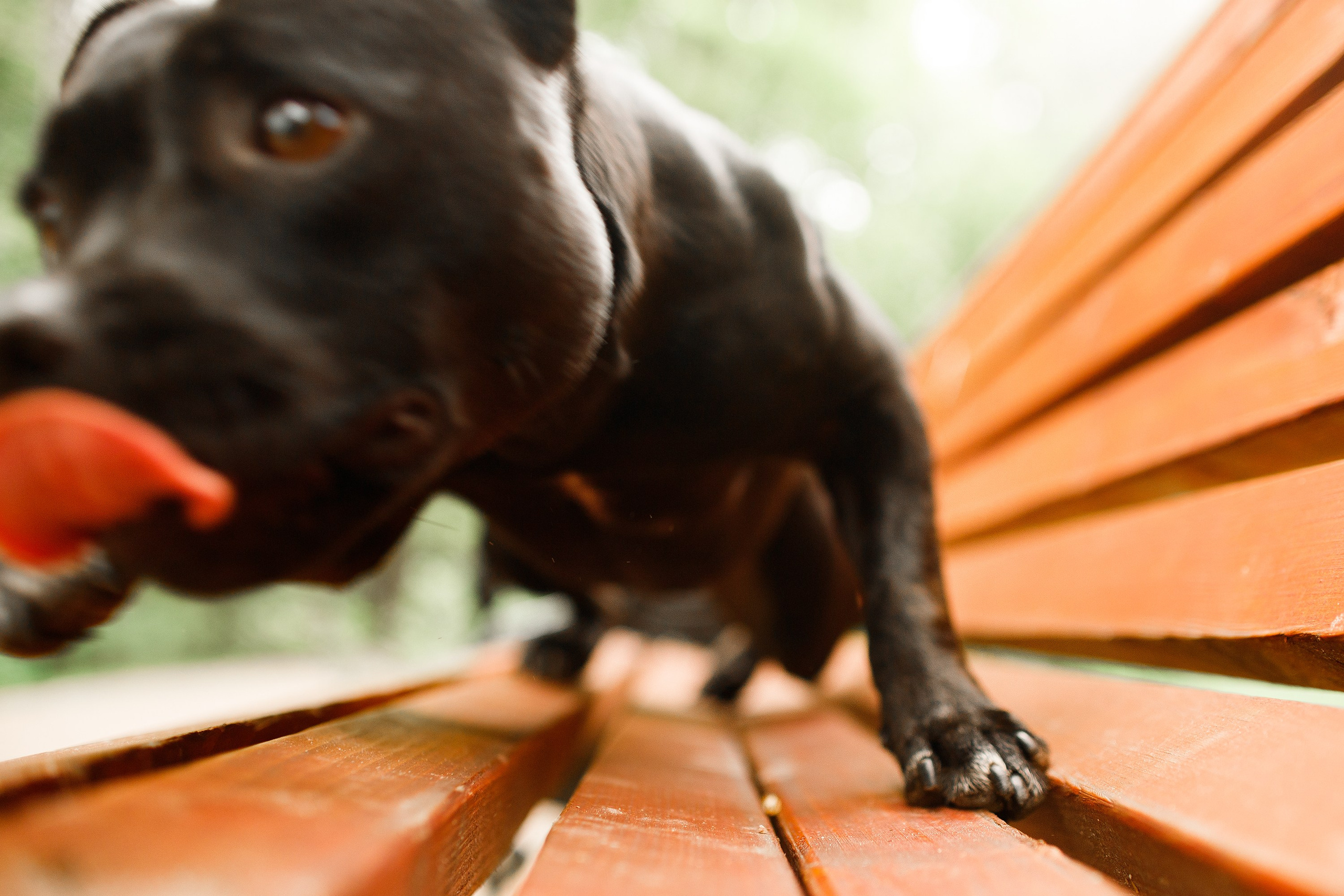 Staffy Yosia. Kaja | fotograf we Wrocławiu | ludzie i psy