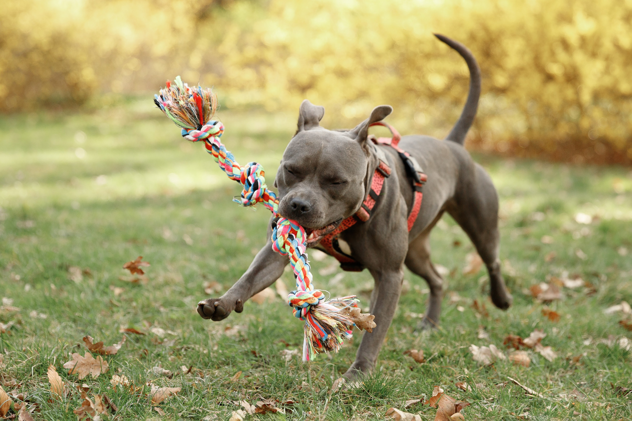 Bombka. Kaja | fotograf we Wrocławiu | ludzie i psy