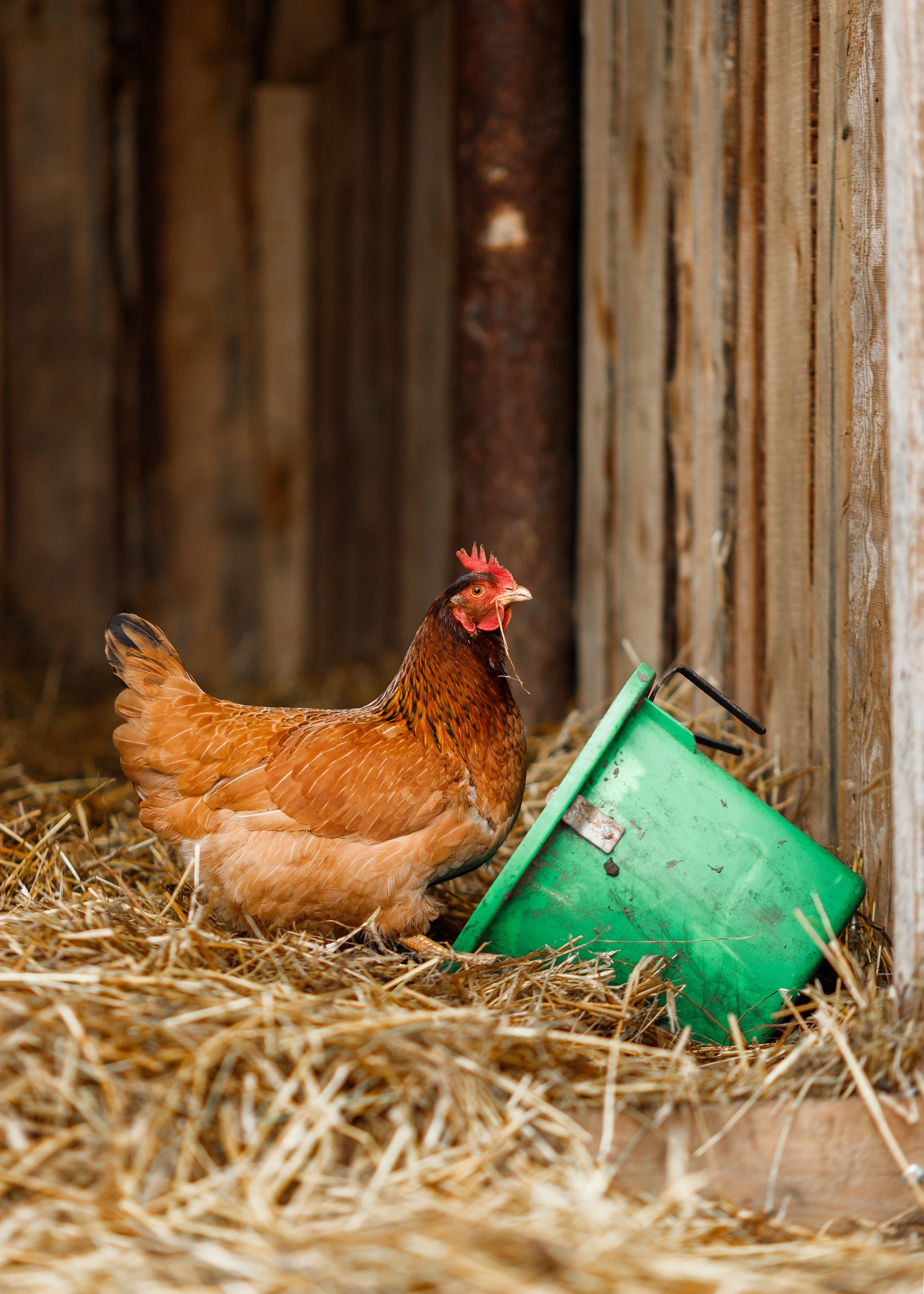 Winter stable. Kaja | fotograf psów we Wrocławiu
