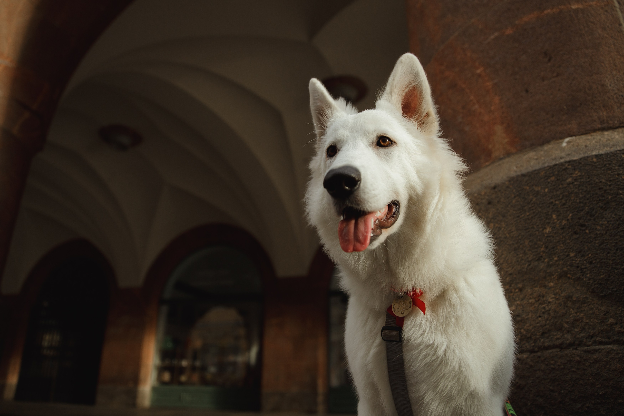 Astra in Leipzig. Kaja | fotograf we Wrocławiu | ludzie i psy