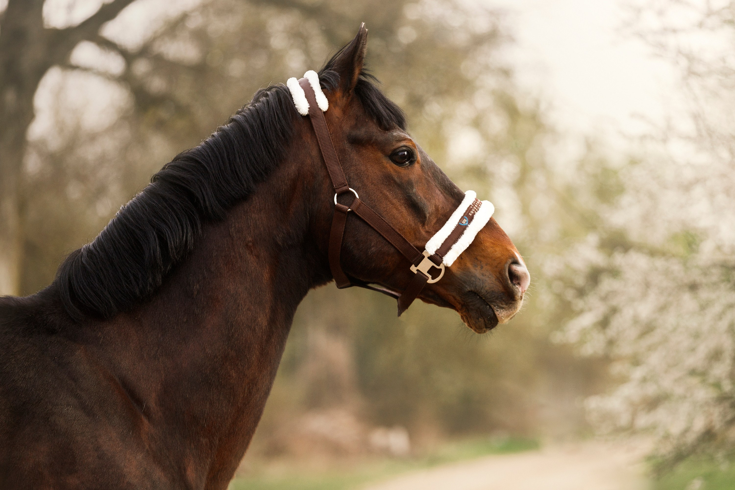 Vykup. Kaja | fotograf psów we Wrocławiu