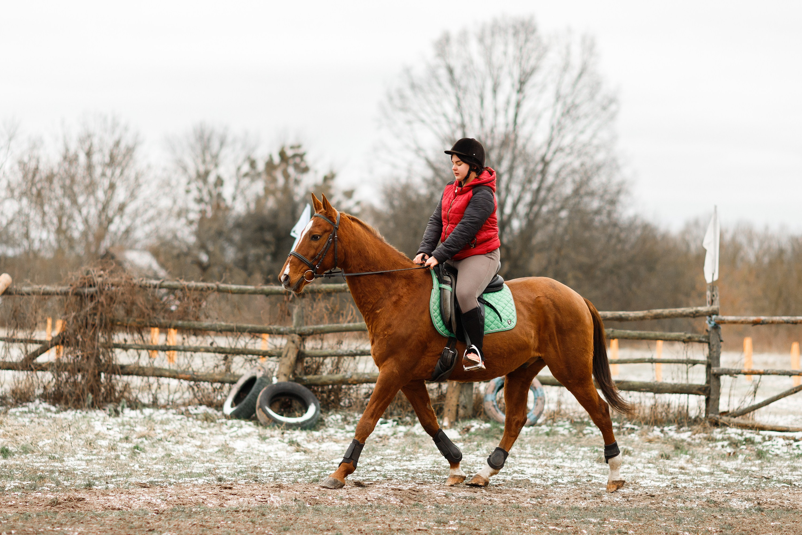 Winter stable. Kaja | fotograf psów we Wrocławiu