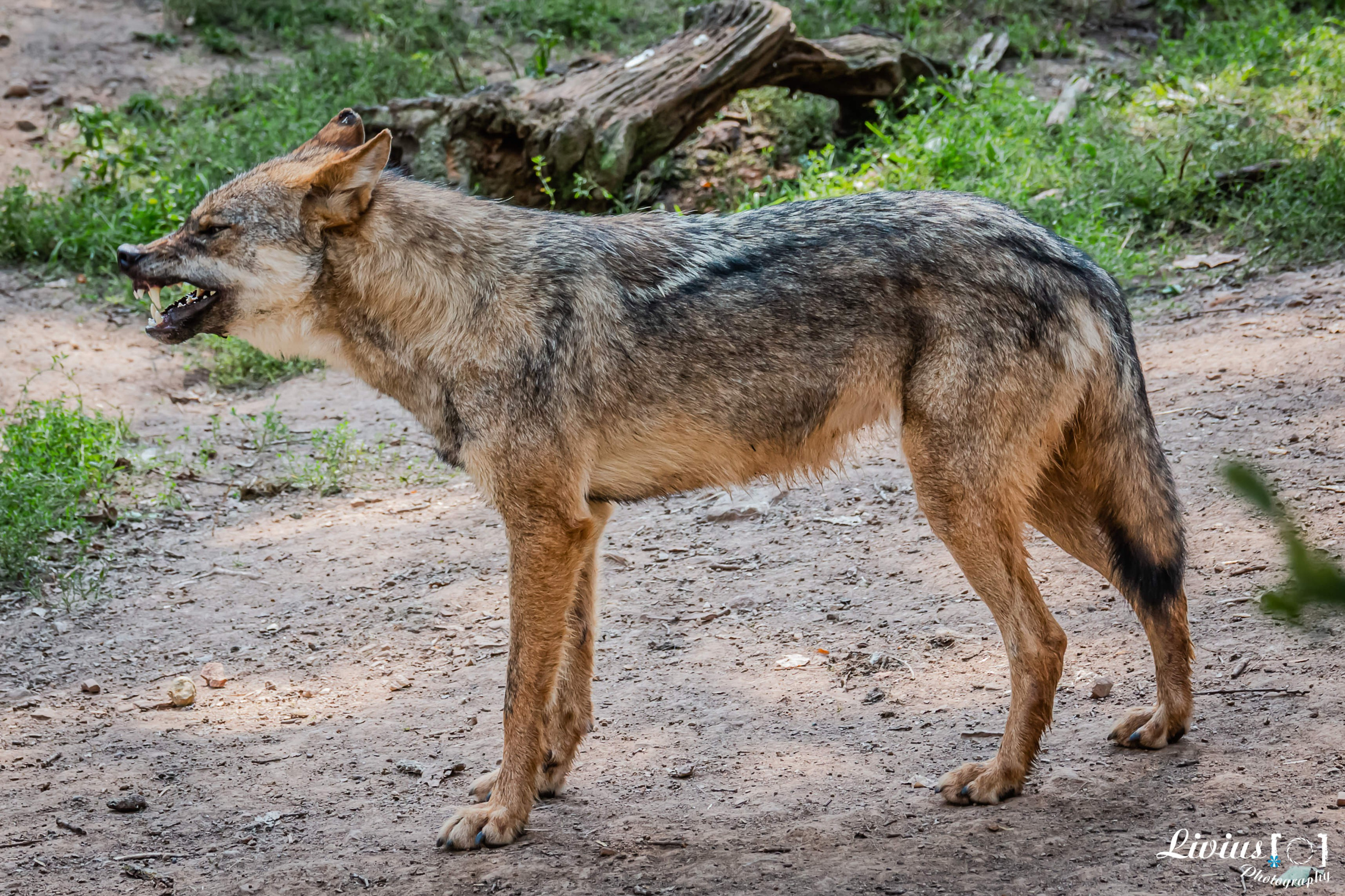 Wildpark Tambach. FOTO KREATIV