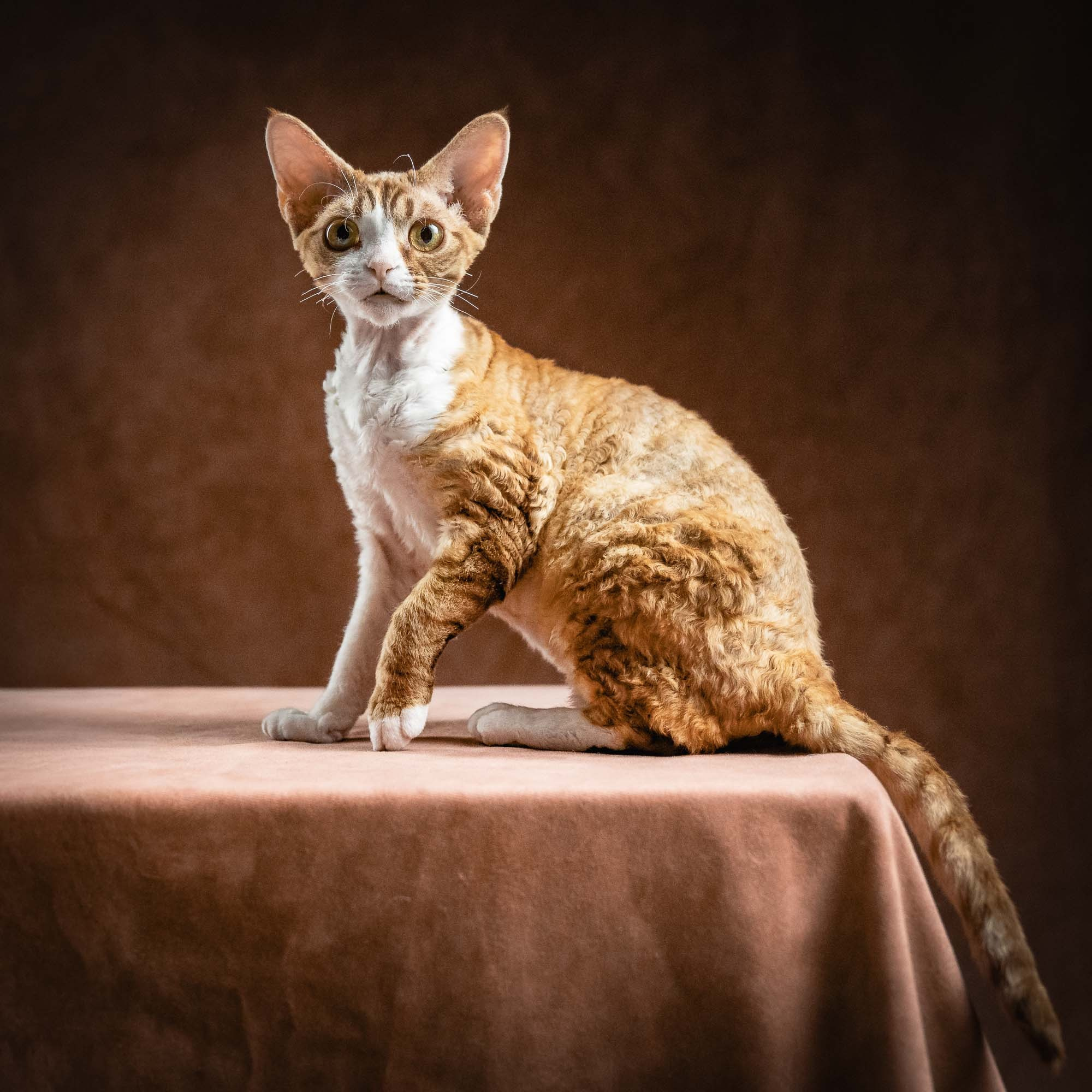 Houston, girl, born 04.20.25. Devon Rex Pixie Cattery