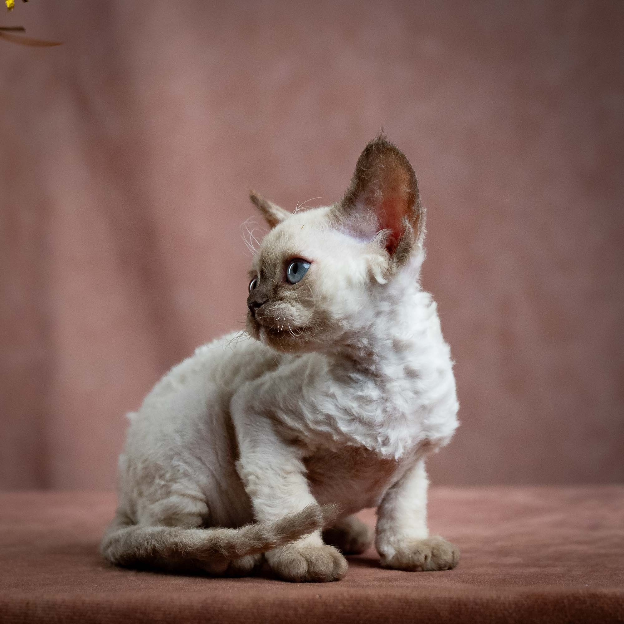 Luna, girl, born 12.20.2025. Devon Rex Pixie Cattery