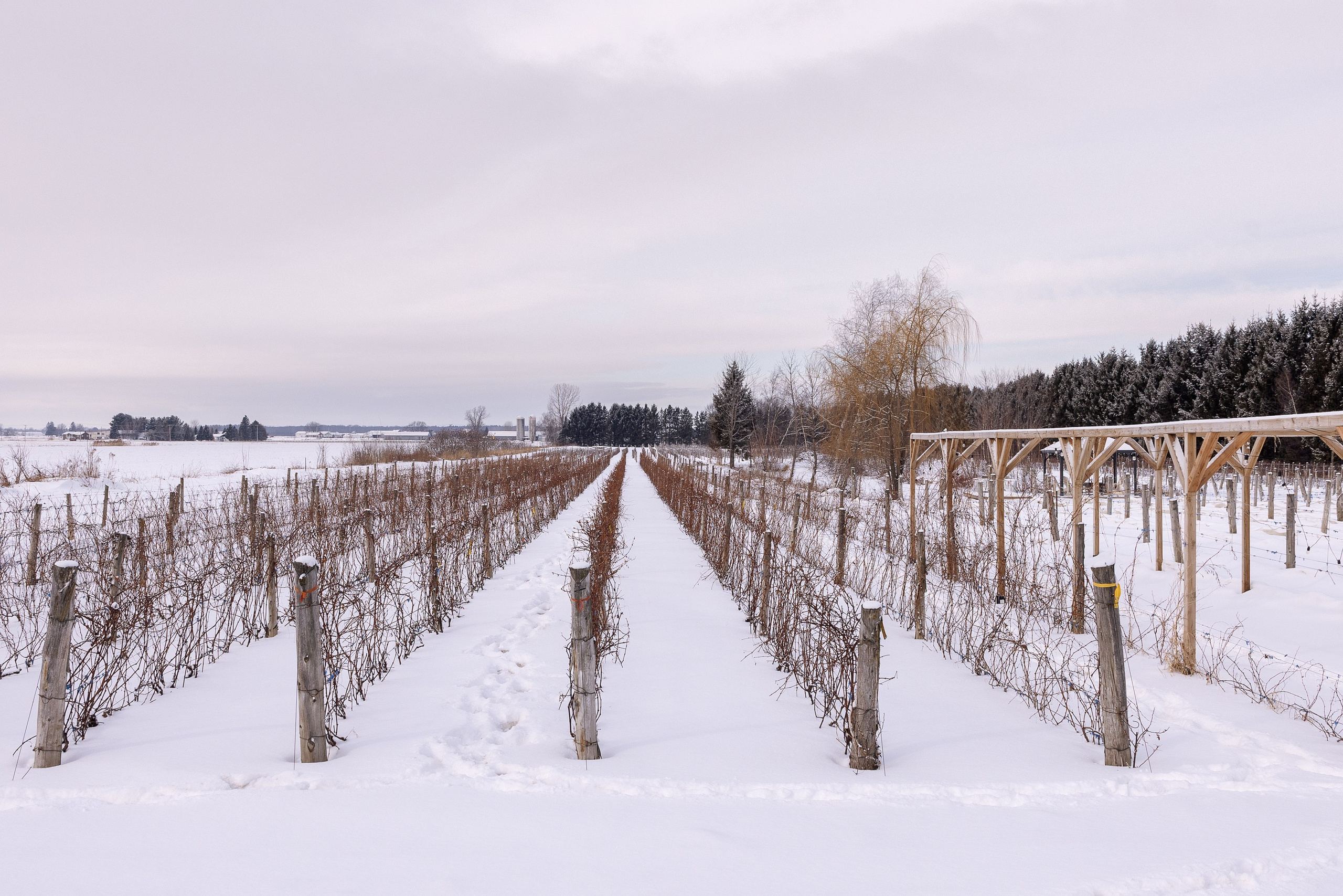 Vignoble et Domaine Beauchemin / Edition January 2025