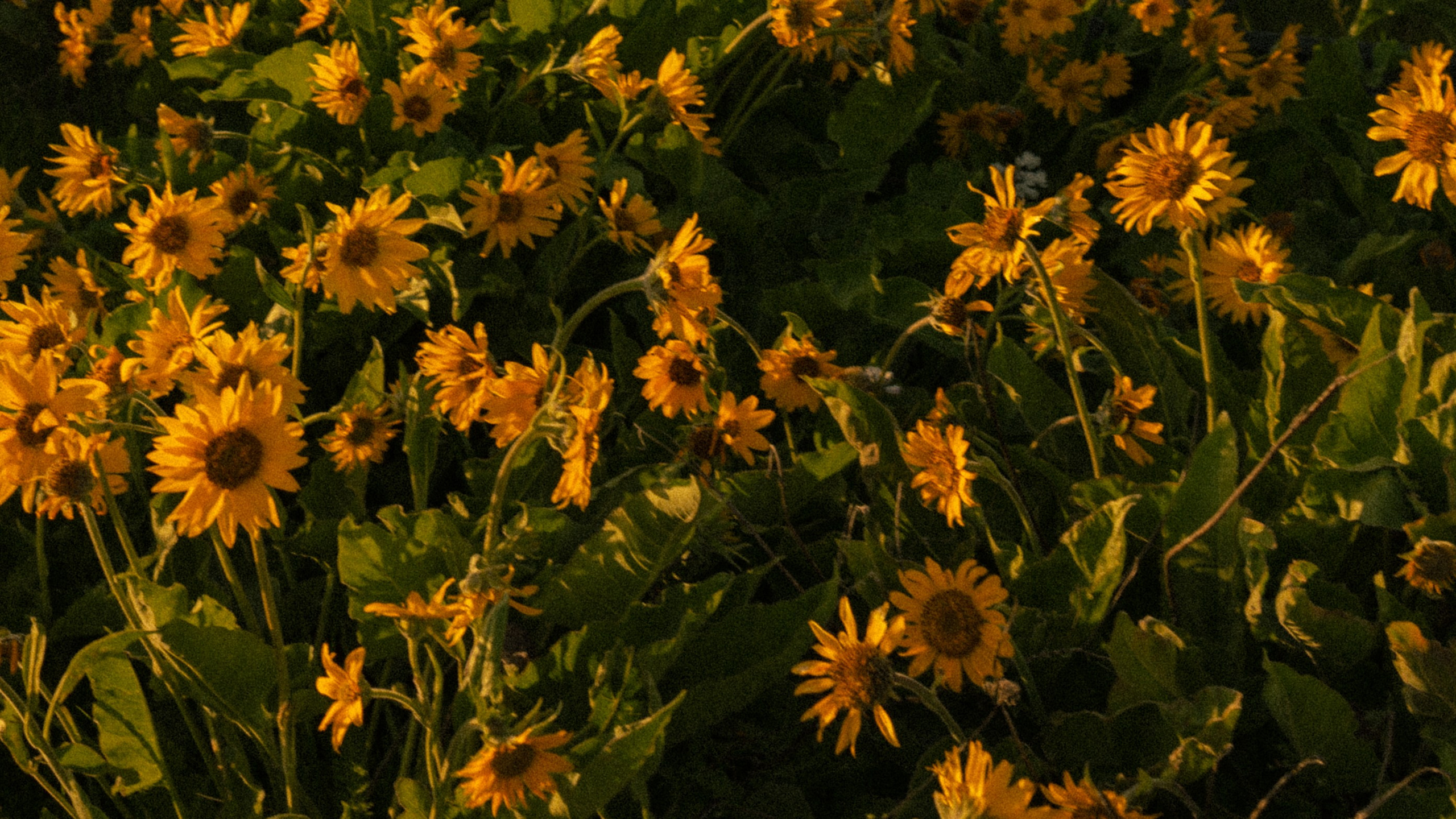 Soft light. Cinematic Photographer Oregon — Washington