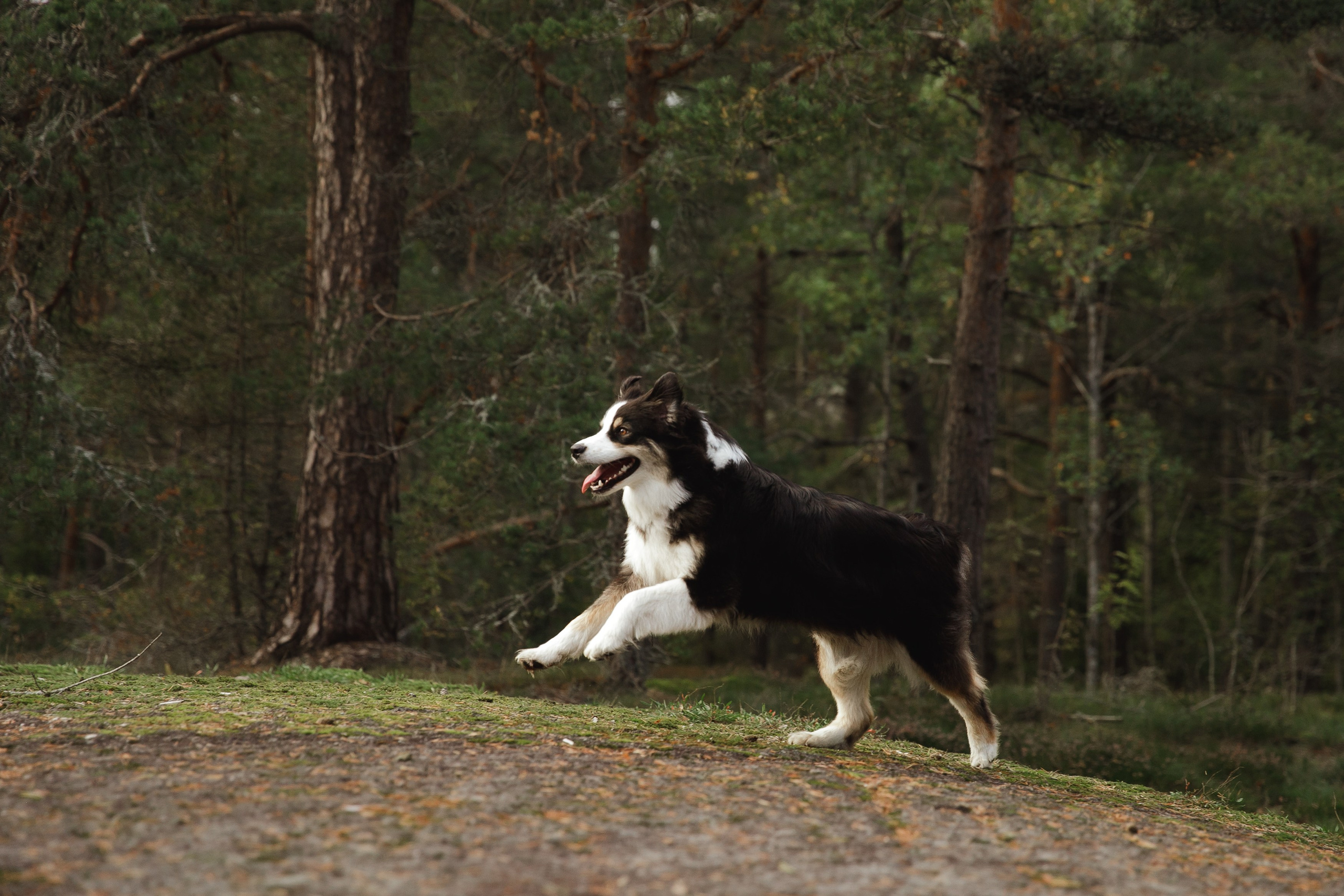 Finnish mossy hills. Kaja | fotograf psów we Wrocławiu