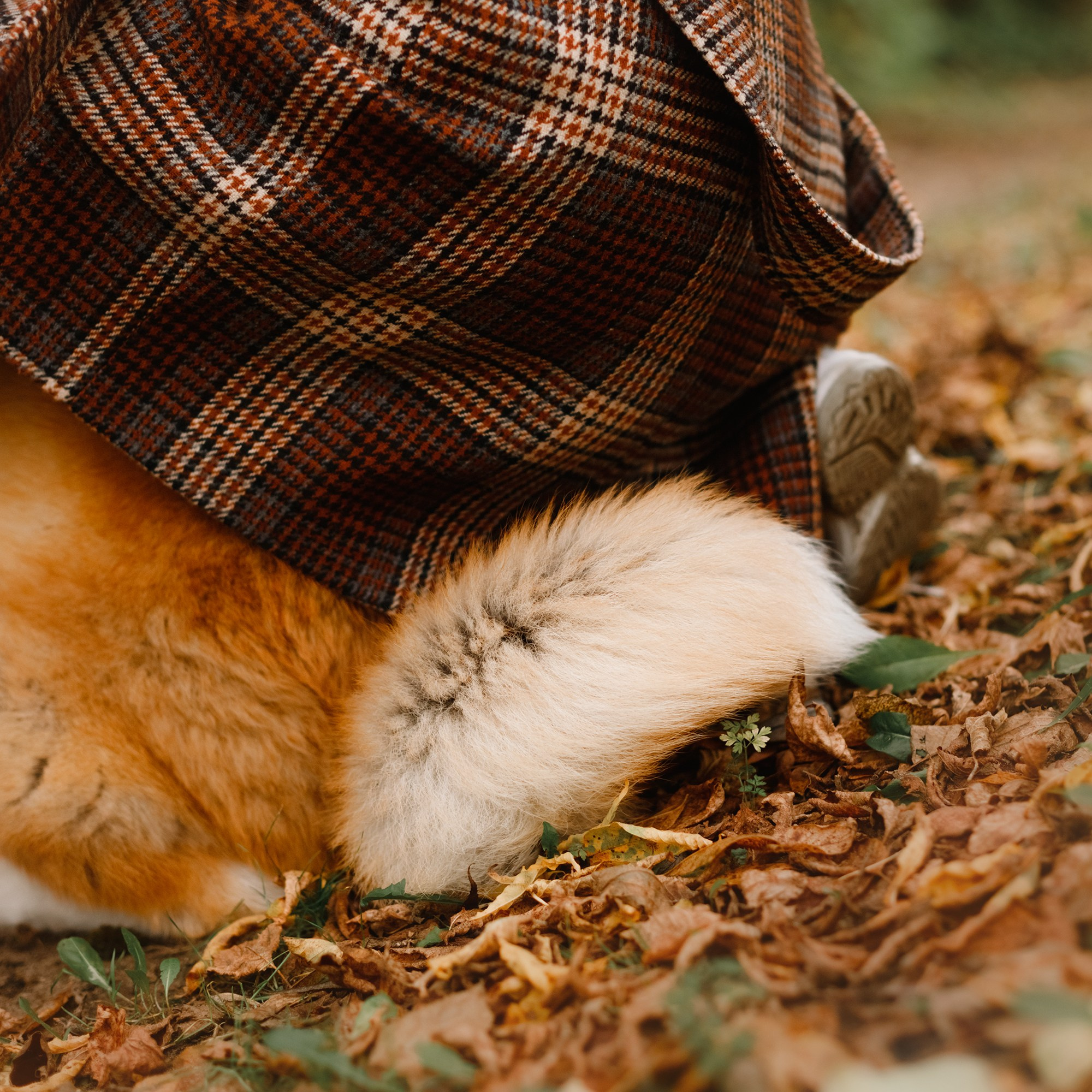 Maria & Kenji. Kaja | fotograf we Wrocławiu | ludzie i psy