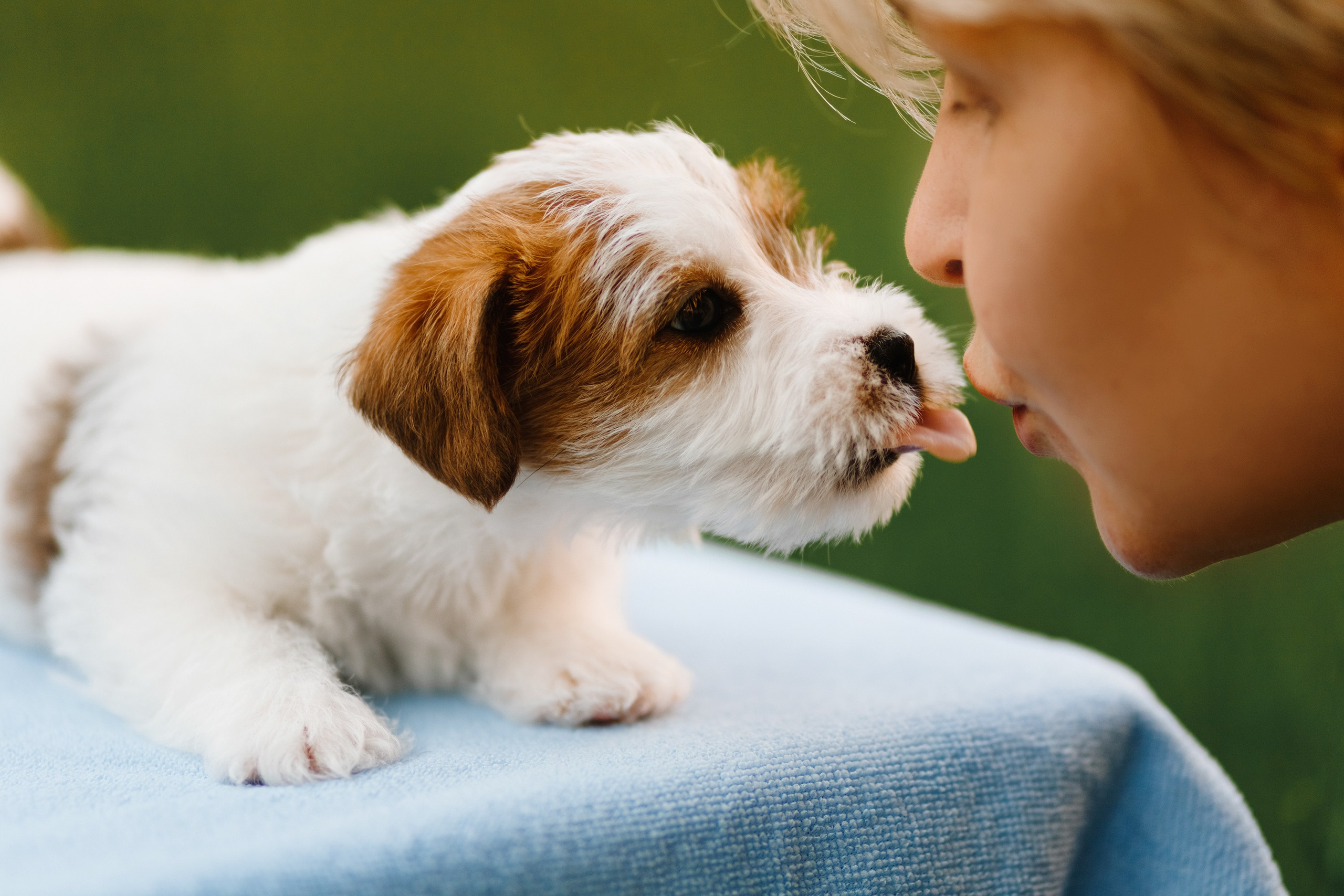 Jack russel puppies. Kaja | fotograf we Wrocławiu | ludzie i psy