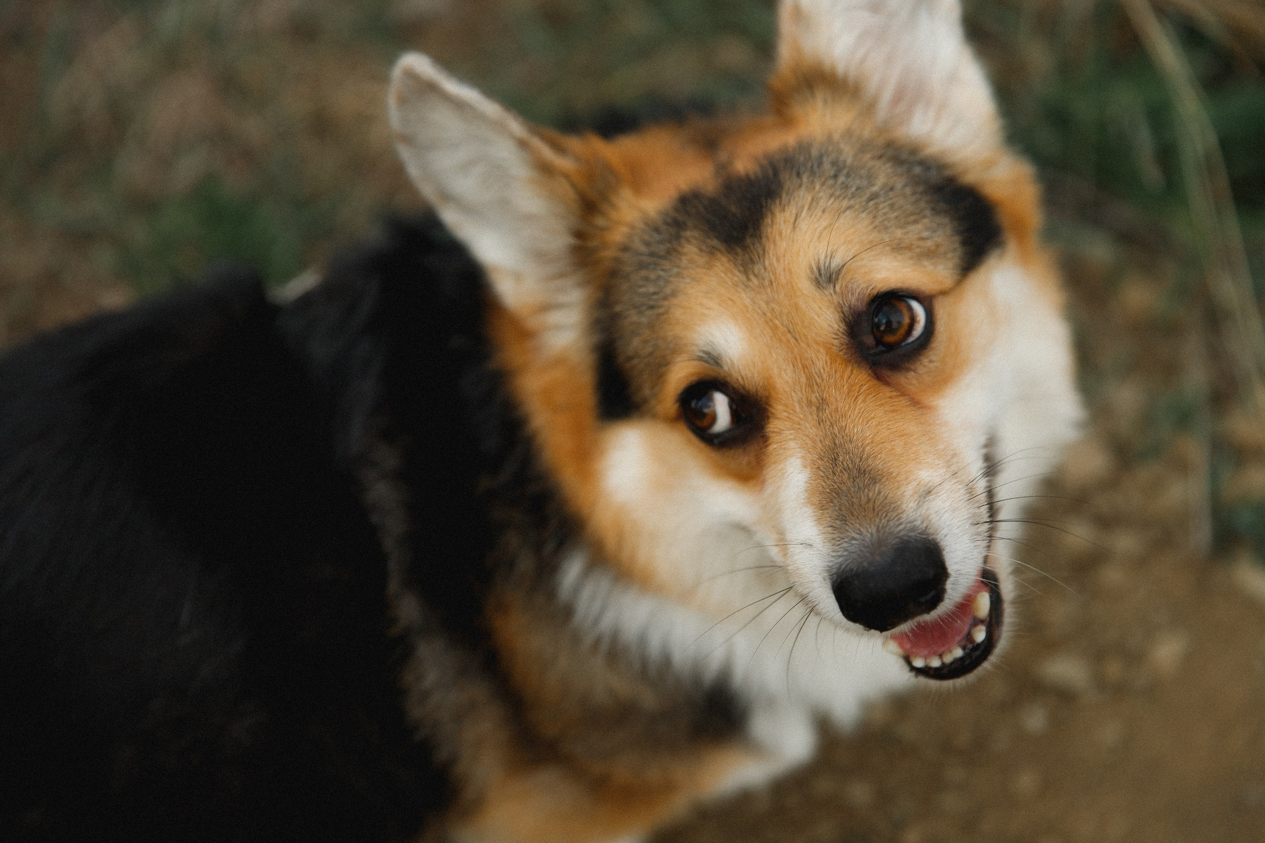 Sasha & Leonid. Kaja | fotograf psów we Wrocławiu