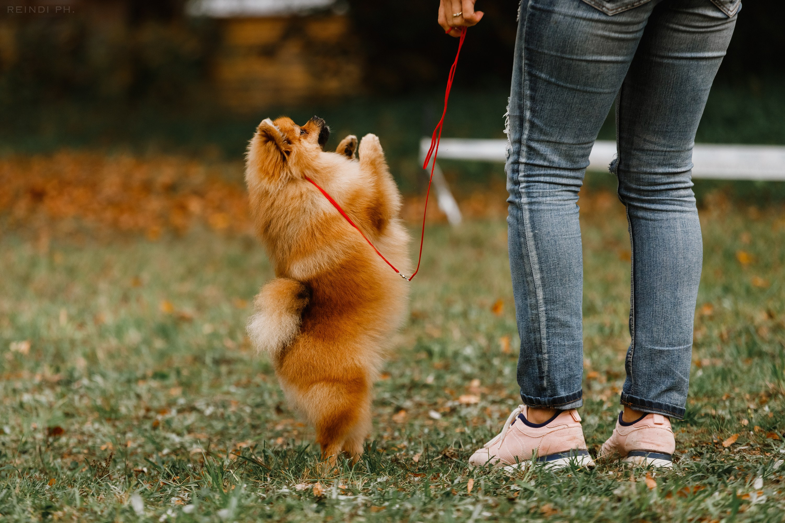«Argus» dog show in Brest. Kaja | fotograf we Wrocławiu | ludzie i psy