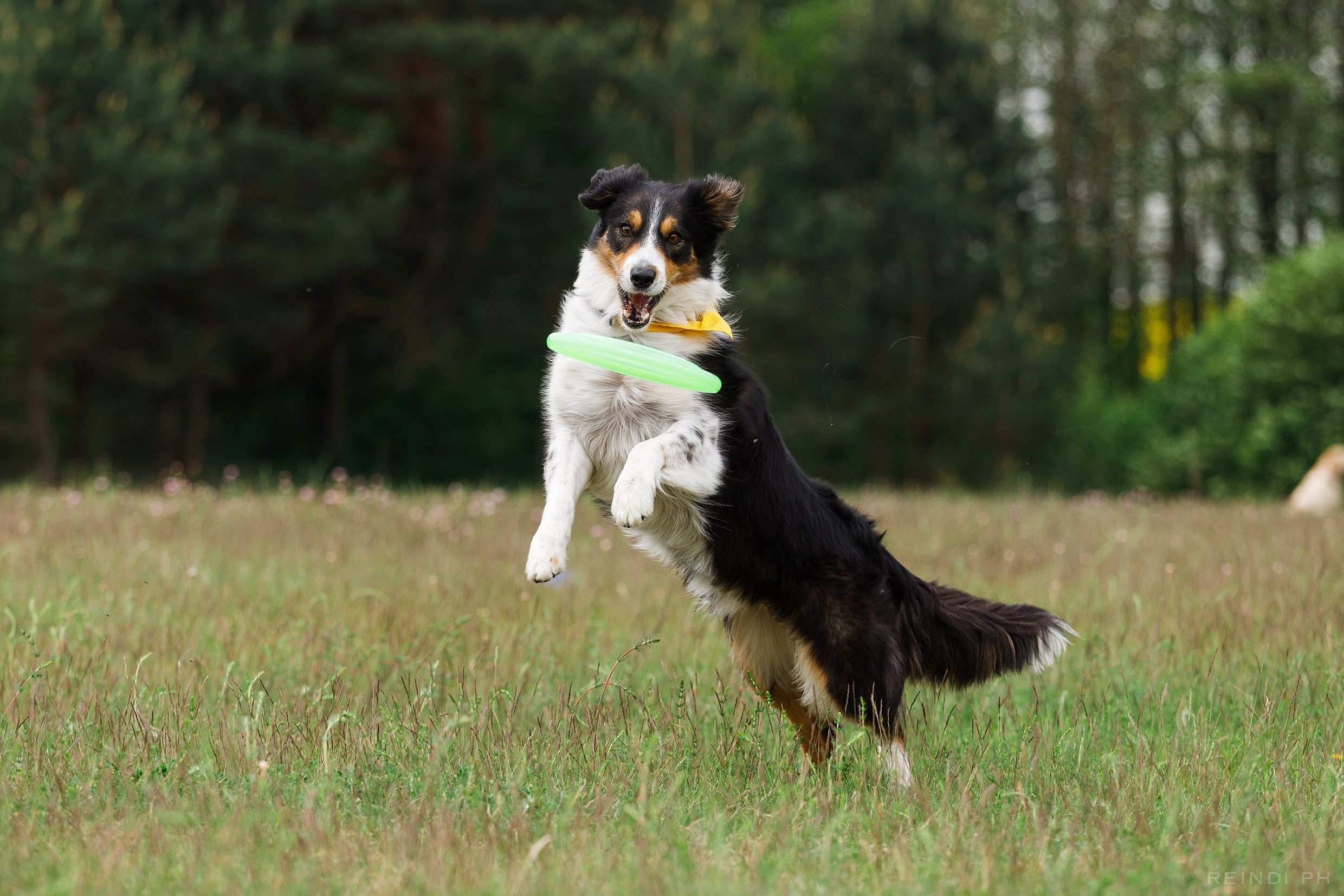 Dog frisbee championship | summer. Kaja | fotograf we Wrocławiu | ludzie i psy