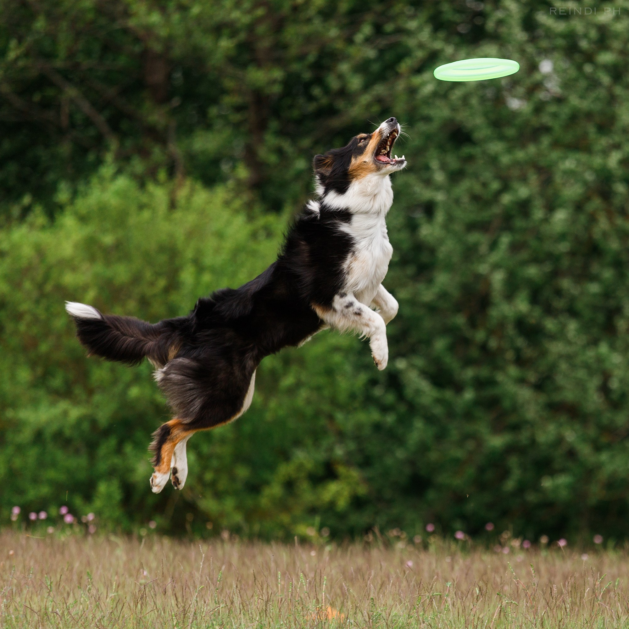 Dog frisbee championship | summer. Kaja | fotograf we Wrocławiu | ludzie i psy