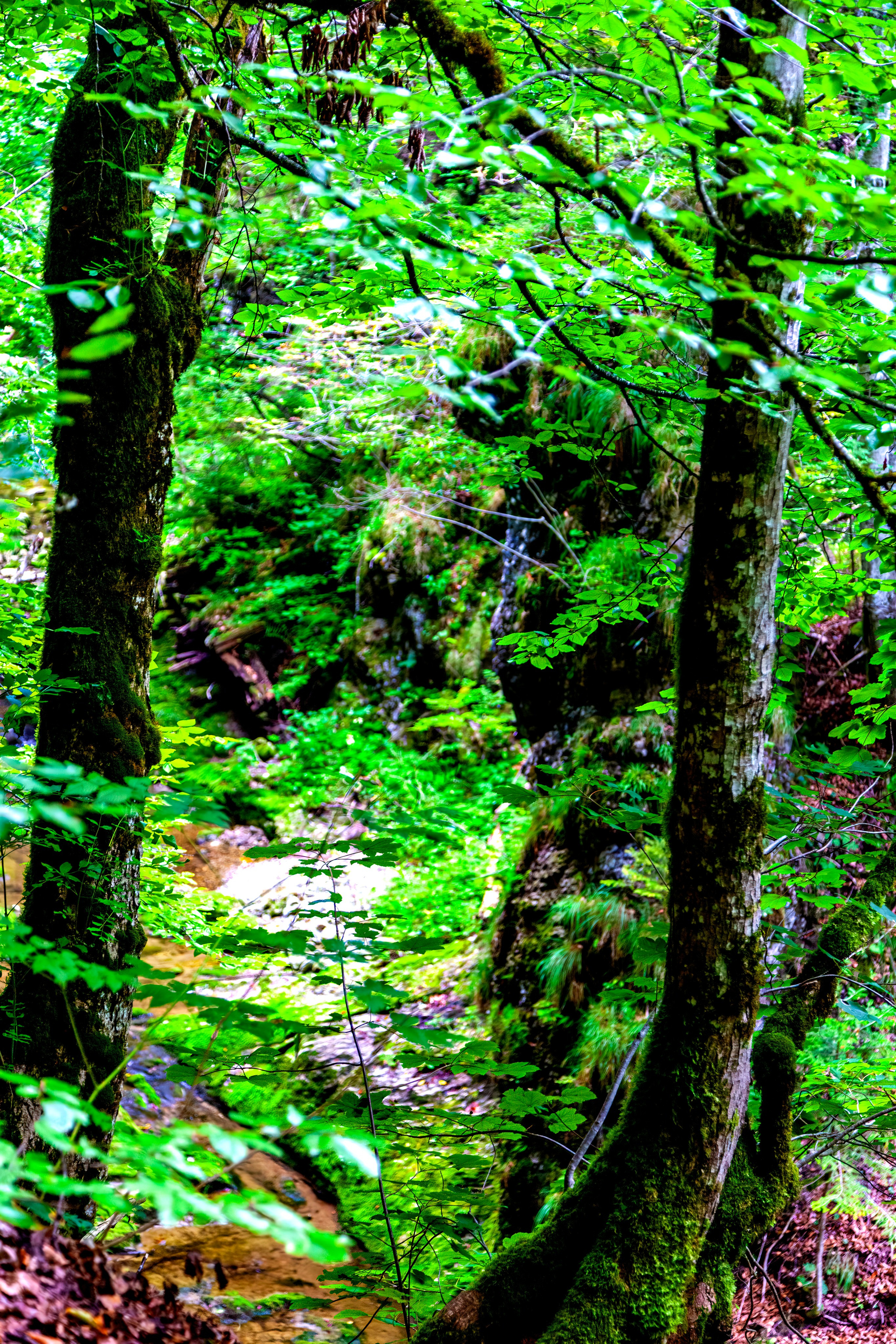 197.Ötscher Base Nature Park.Austria.21.8.2025. Путешествия в формате 360......