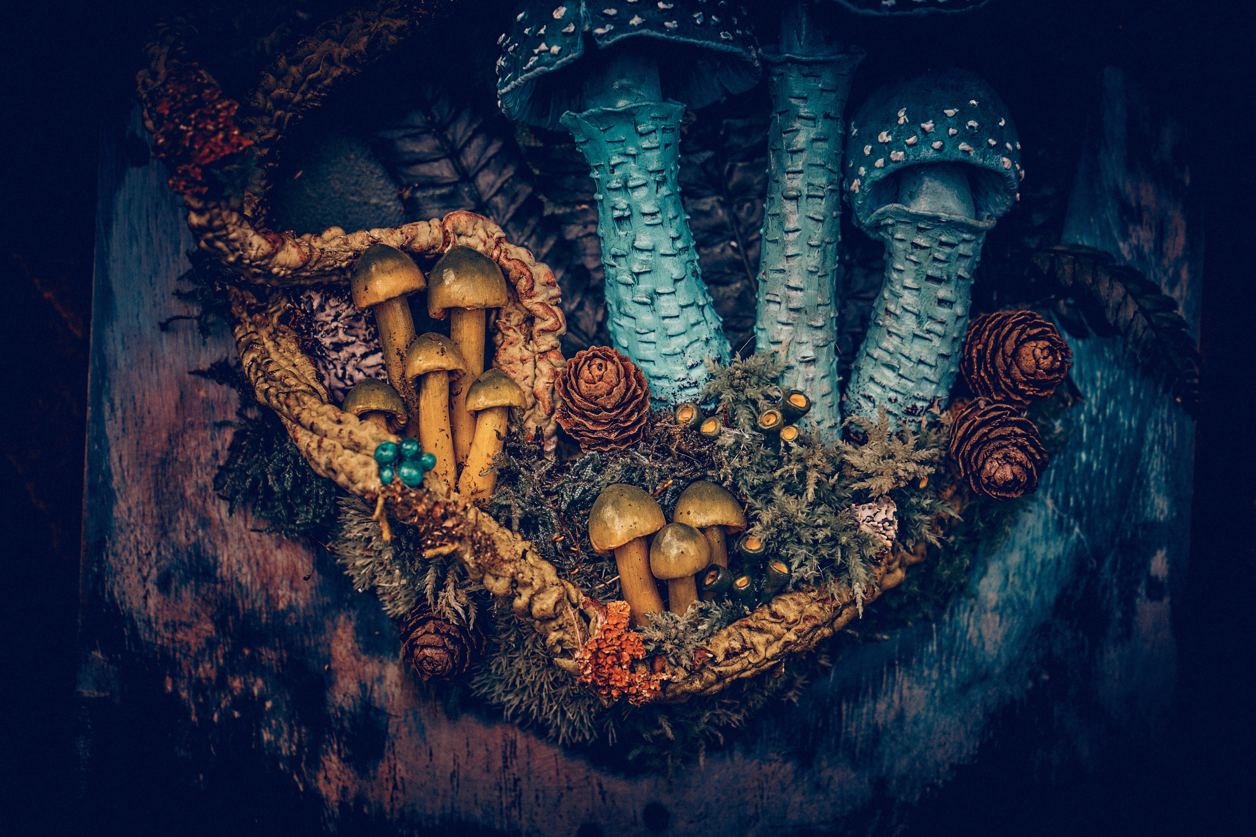 Organic Festival 2024. Андрей Шипилов — Фотография & Видеография