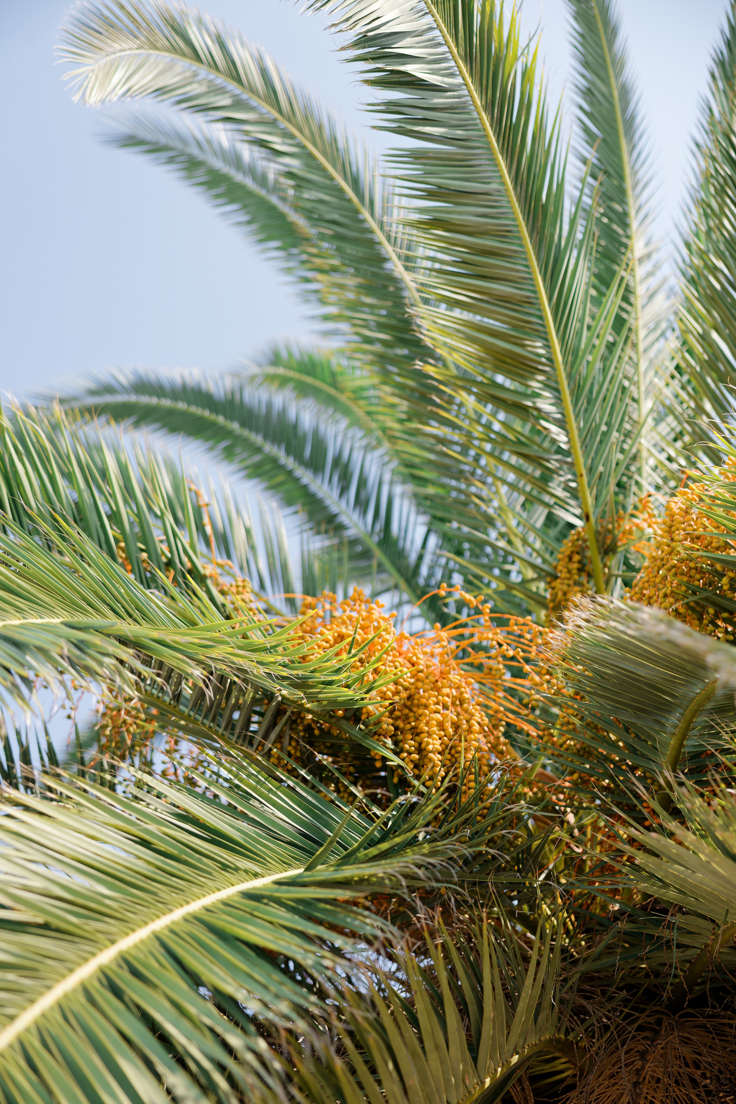 Indian wedding at Gran Villa Rosa, Barcelona