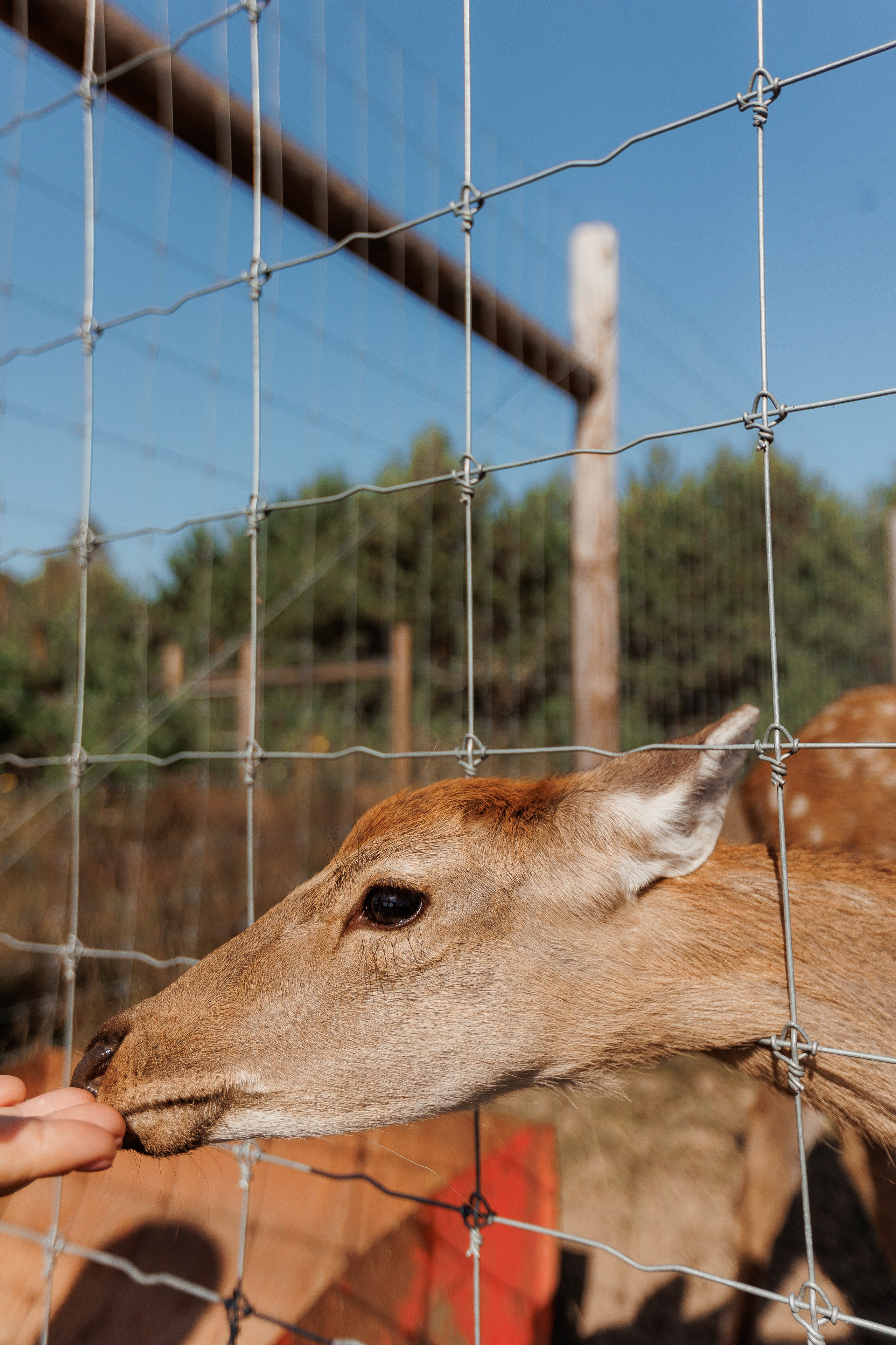 Екопарк Аміла. Ірина Терещук
