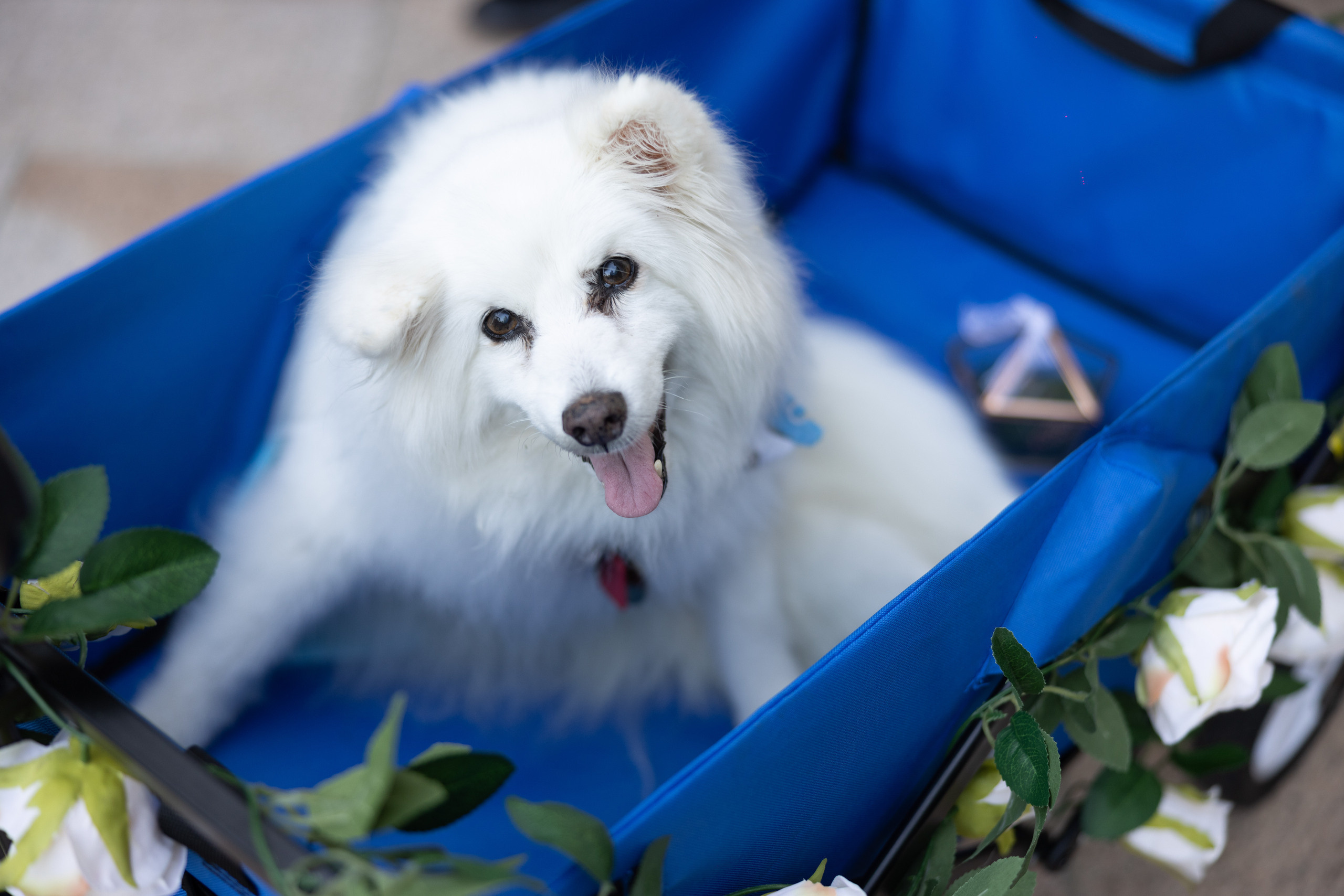Karen and Edwin. Wedding and Event photography, Kisses + Veil