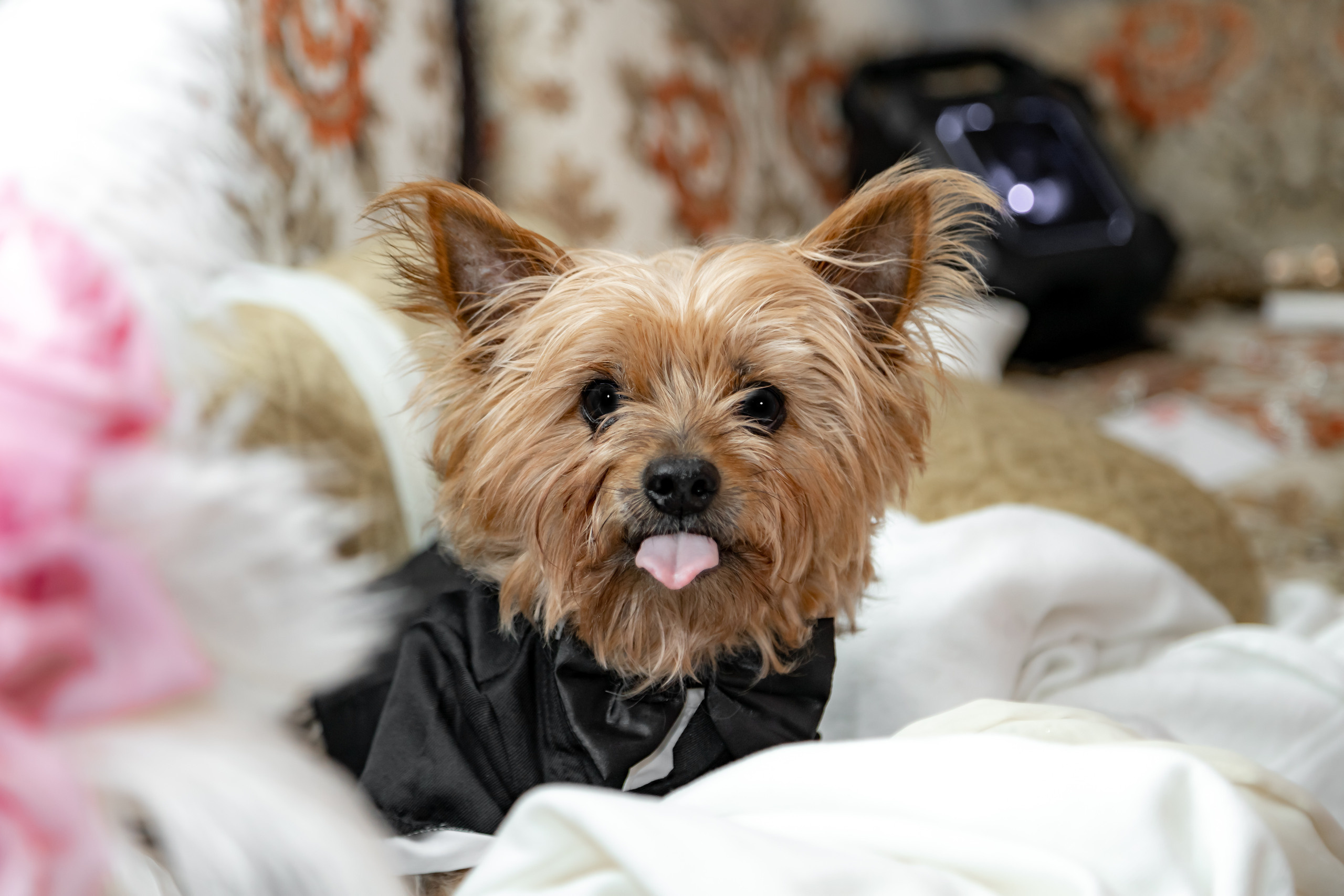 Natalie and Ghasan. Wedding and Event photography, Kisses + Veil