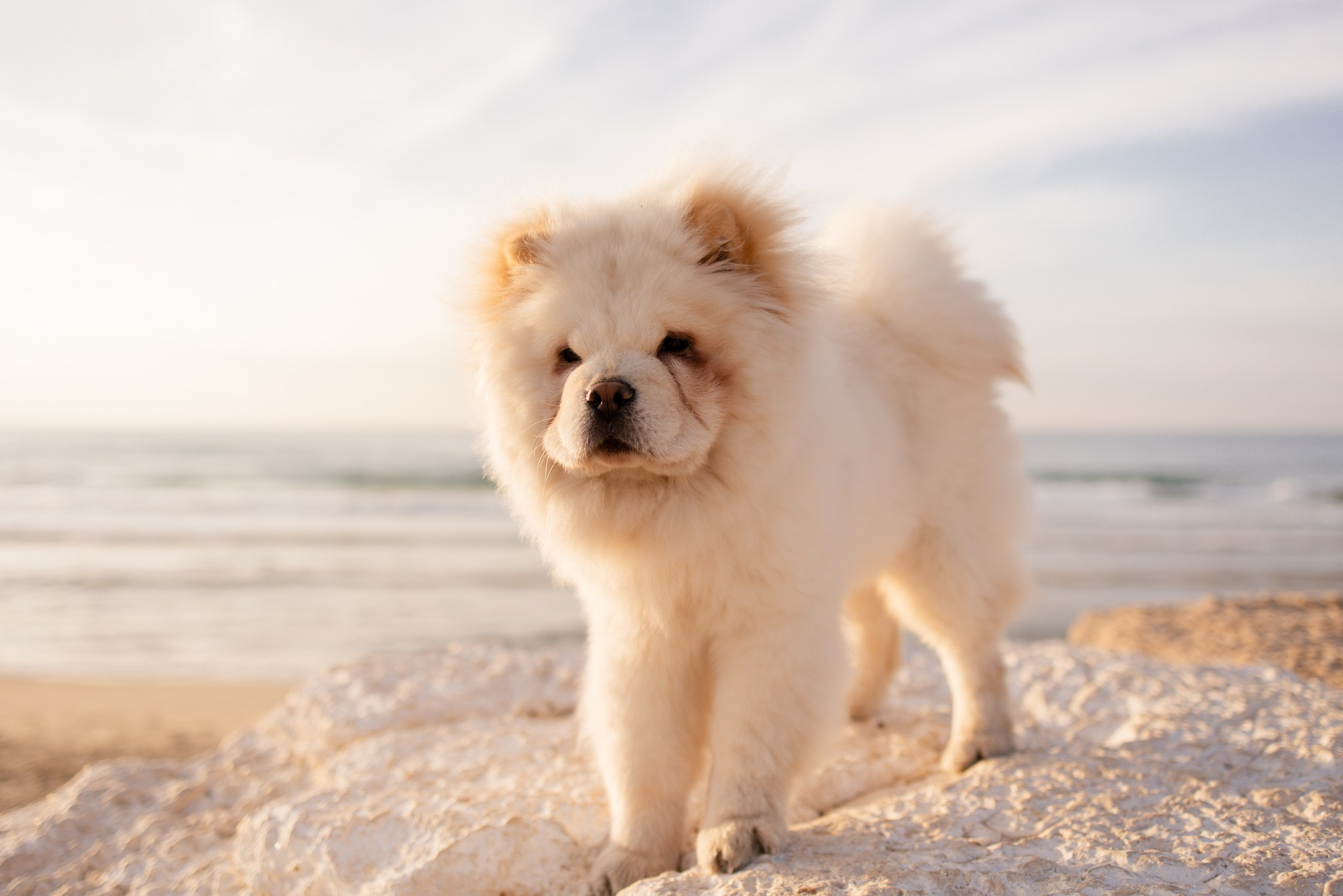 חוף ים בת מצווה. דף בית