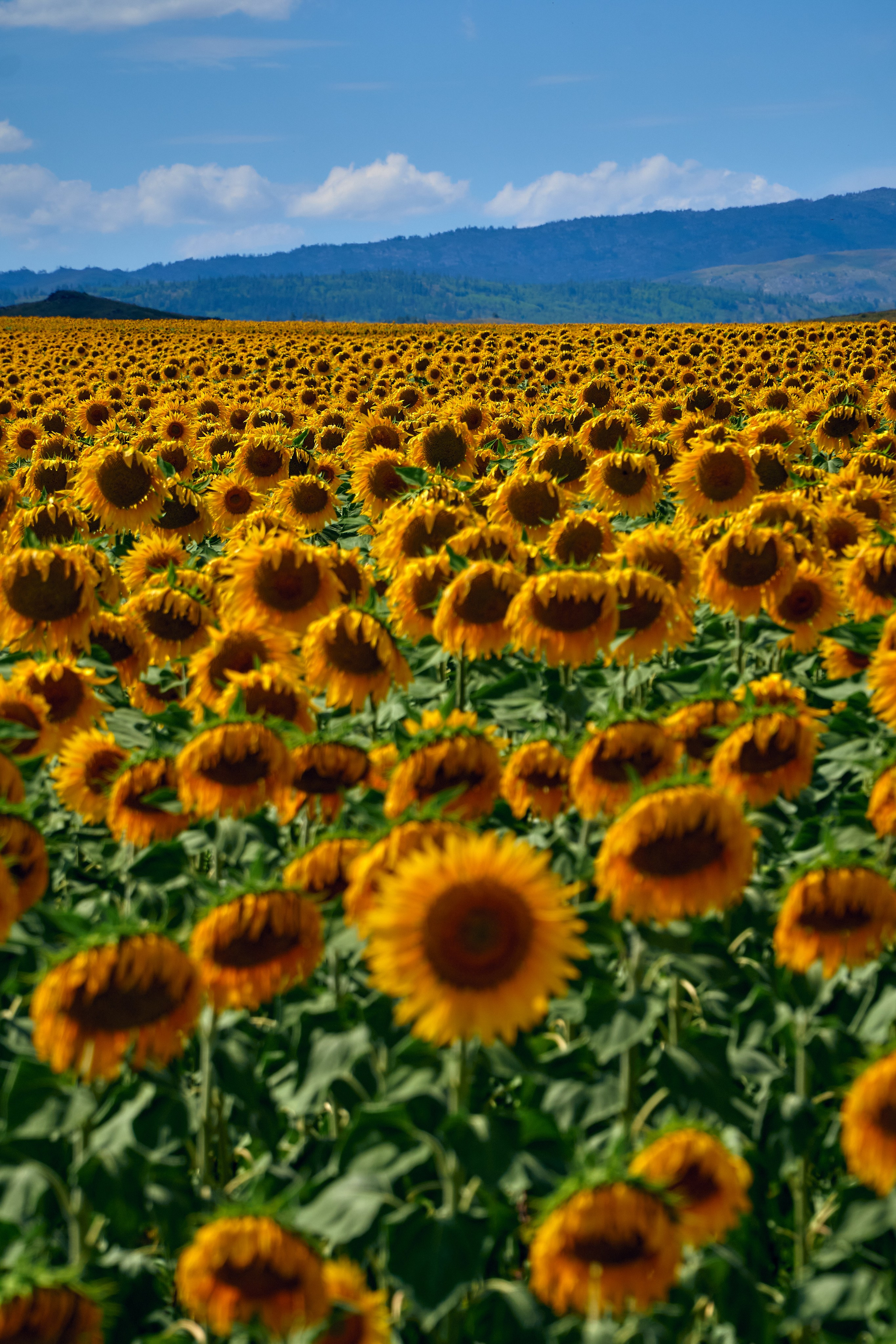 Сибины. Андрей Шипилов — Фотография & Видеография