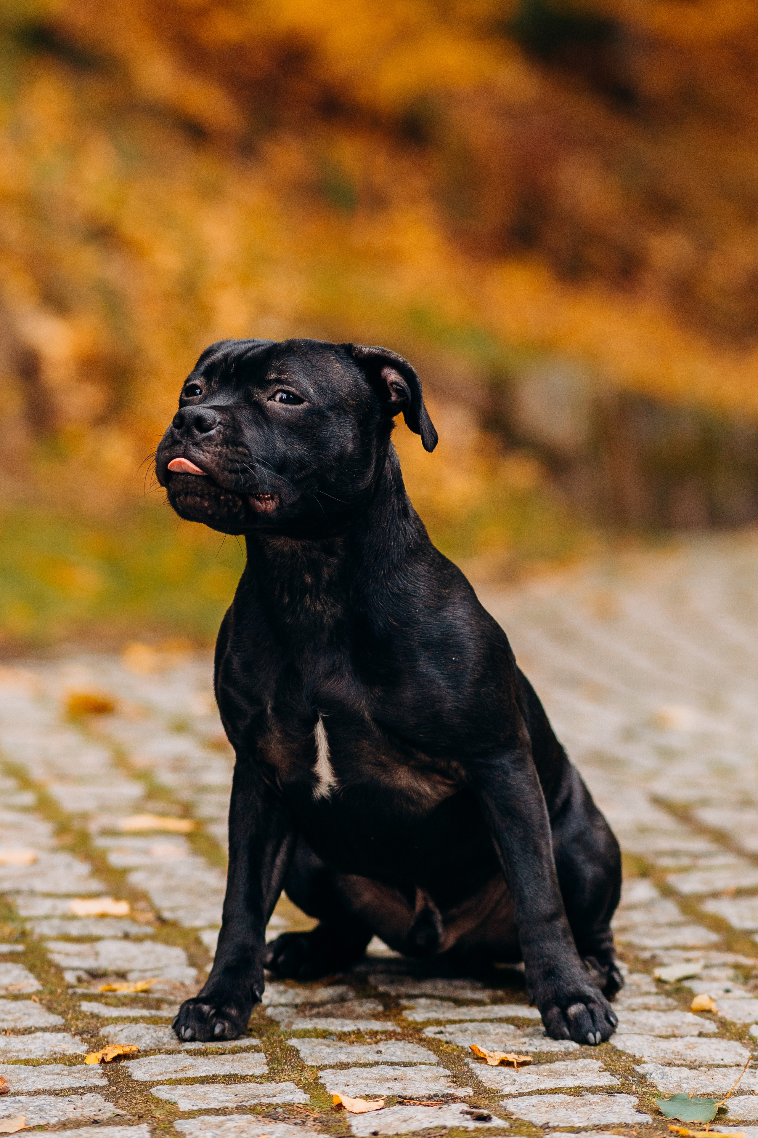 Staffordshire Bull Terriers Meetup. Kat Laisaar — Pet photographer in Tallinn