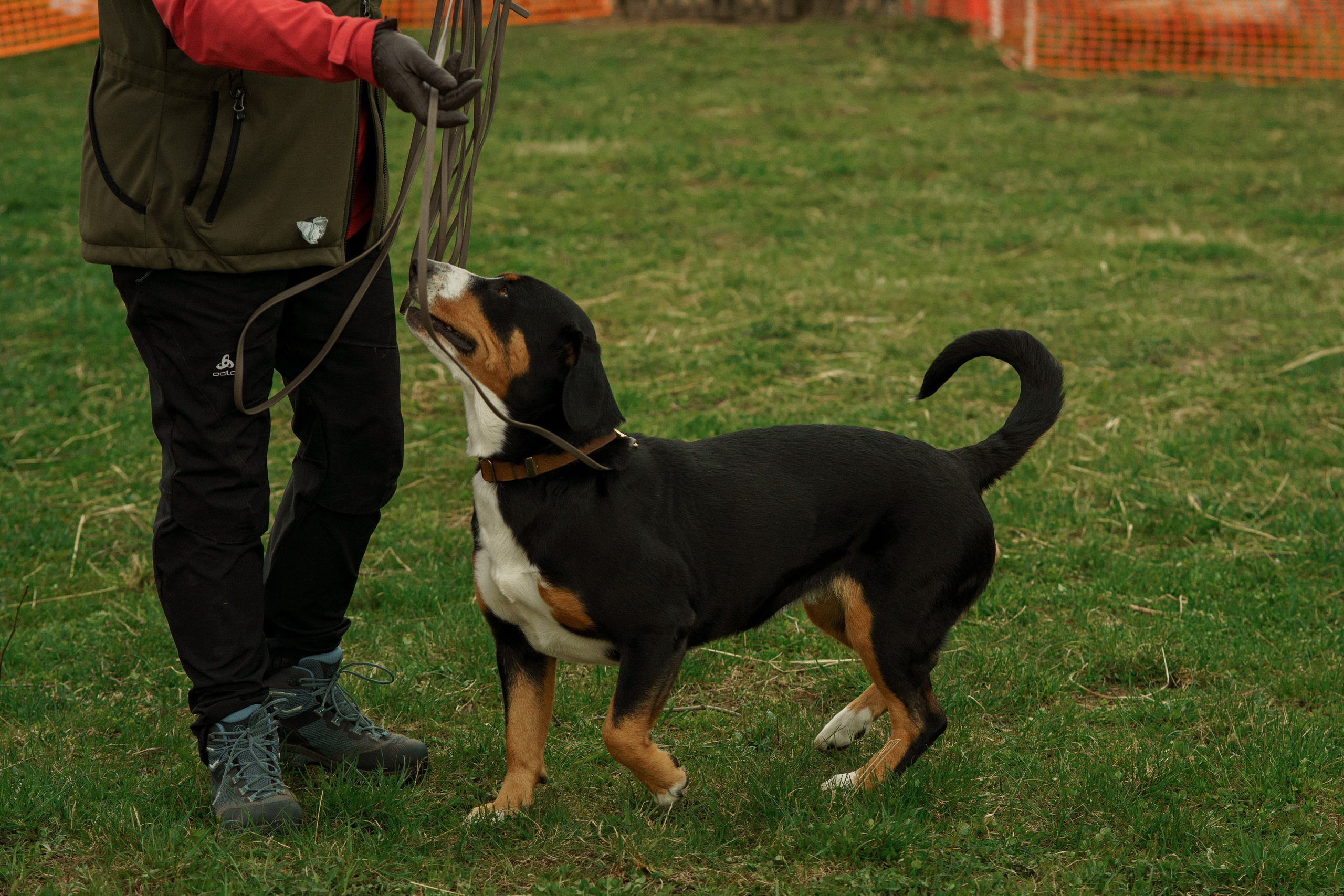 Herding Days, 26 apr. 2025. Kat Laisaar — Pet photographer in Tallinn