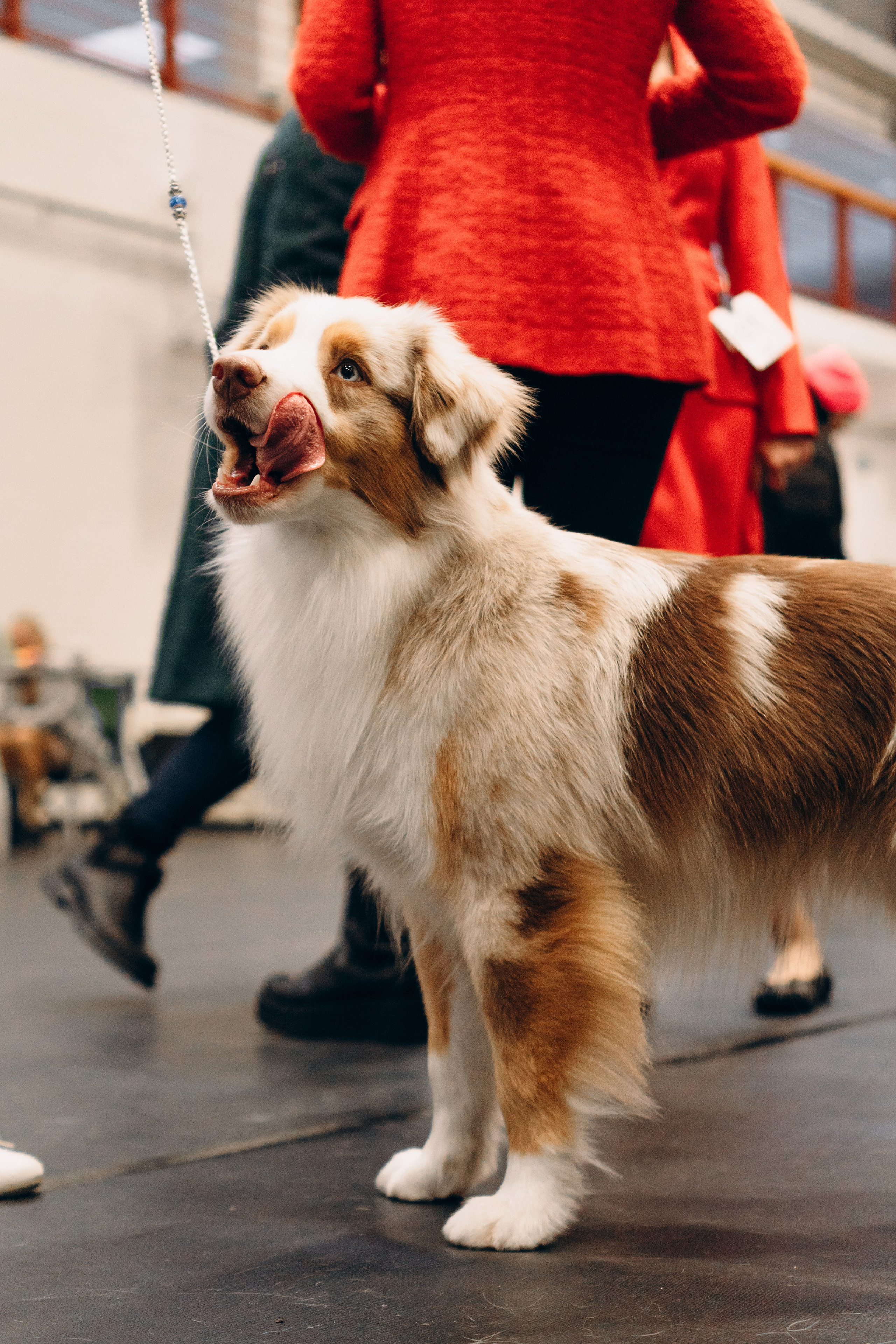 Pärnu dog weekend photo report. Kat Laisaar — Pet photographer in Tallinn