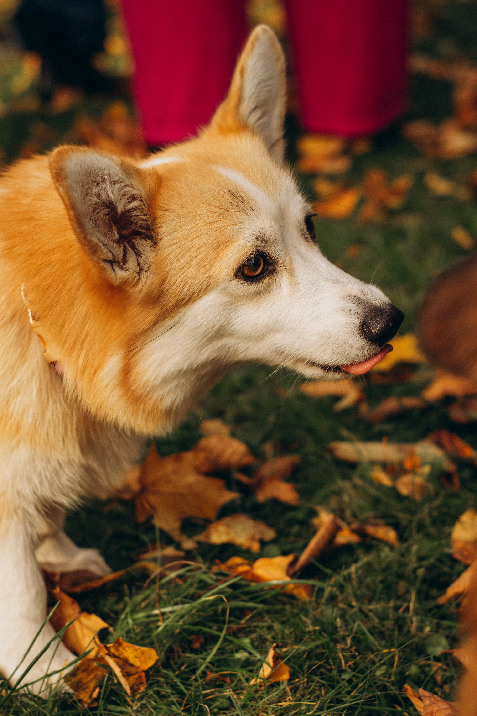 Corgi party, october. Kat Laisaar — Pet photographer in Tallinn
