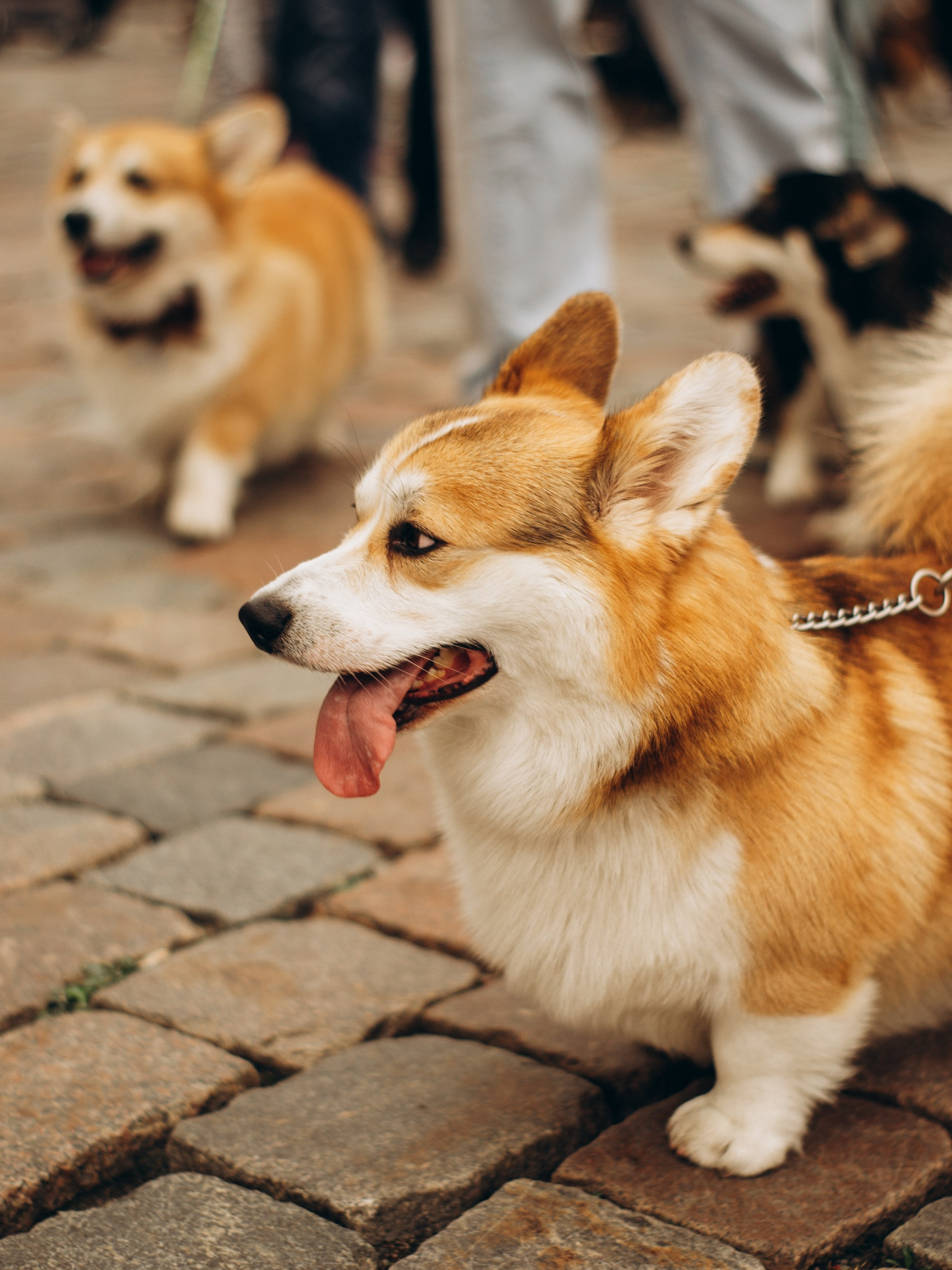 Corgi party, september. Kat Laisaar — Pet photographer in Tallinn