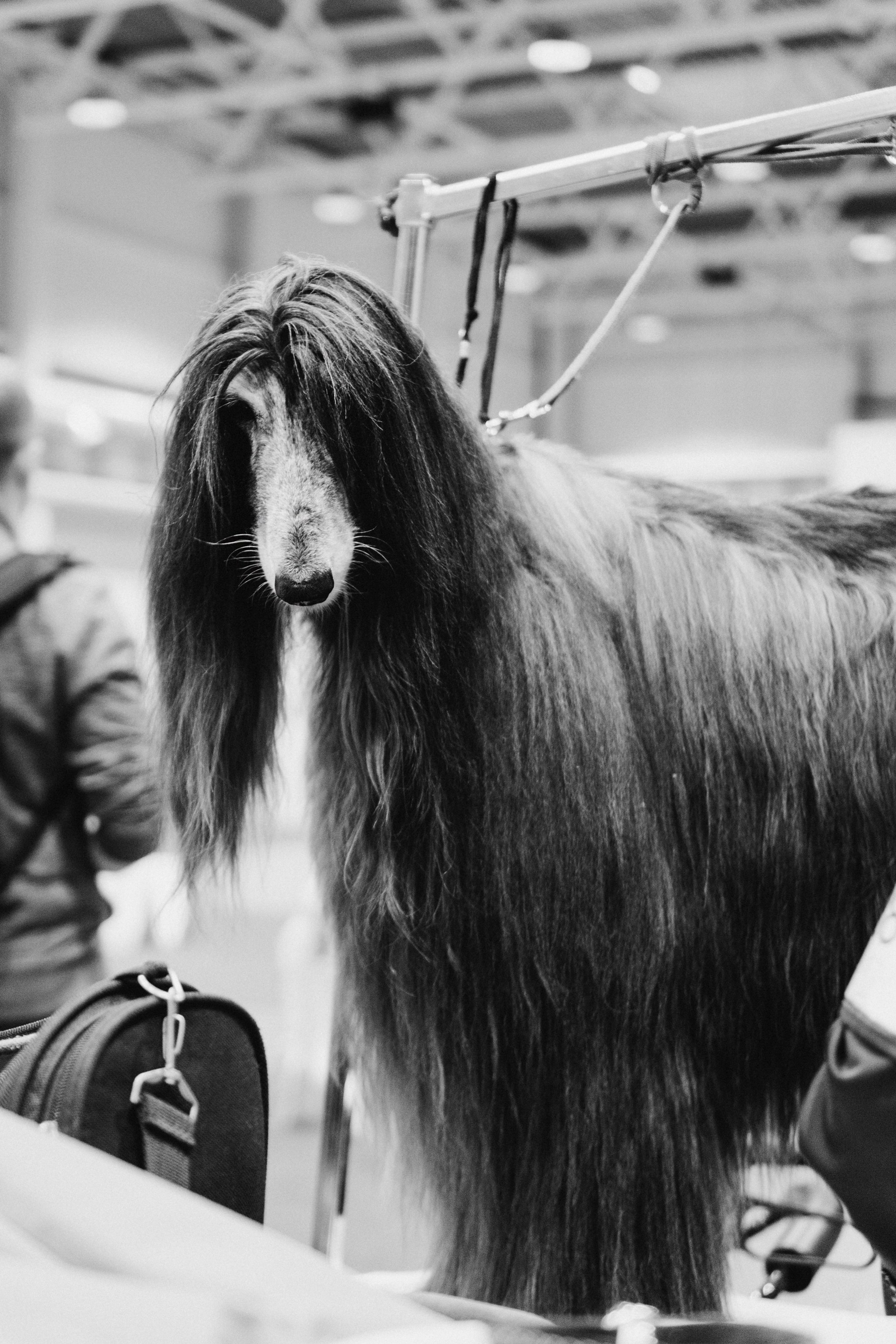 Tartu International Dog Show. Kat Laisaar — Pet photographer in Tallinn