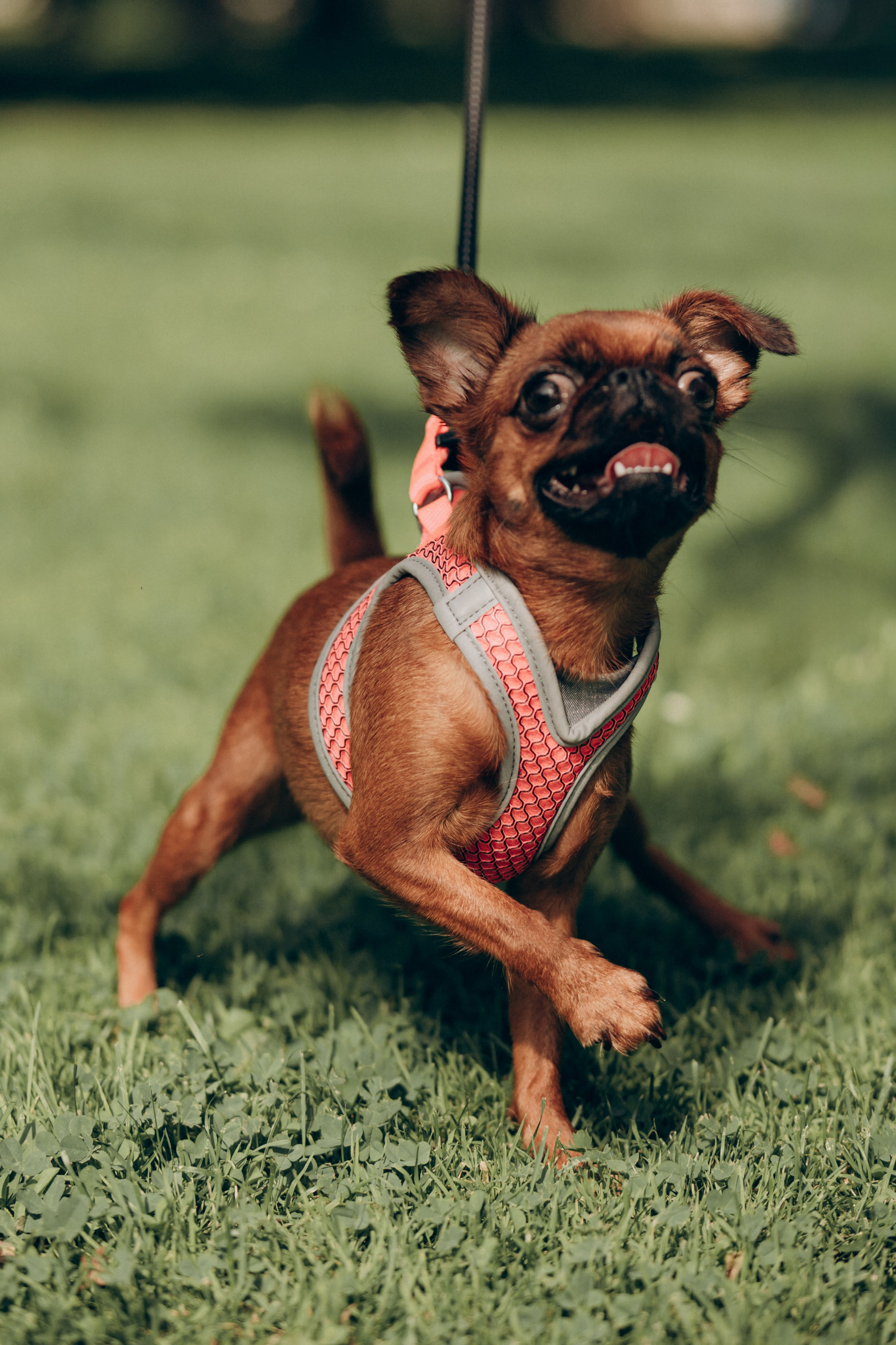 Natalia, Janik, Nusha & Betty. Фотограф-анималист в Таллинне, Катя Лайсаар