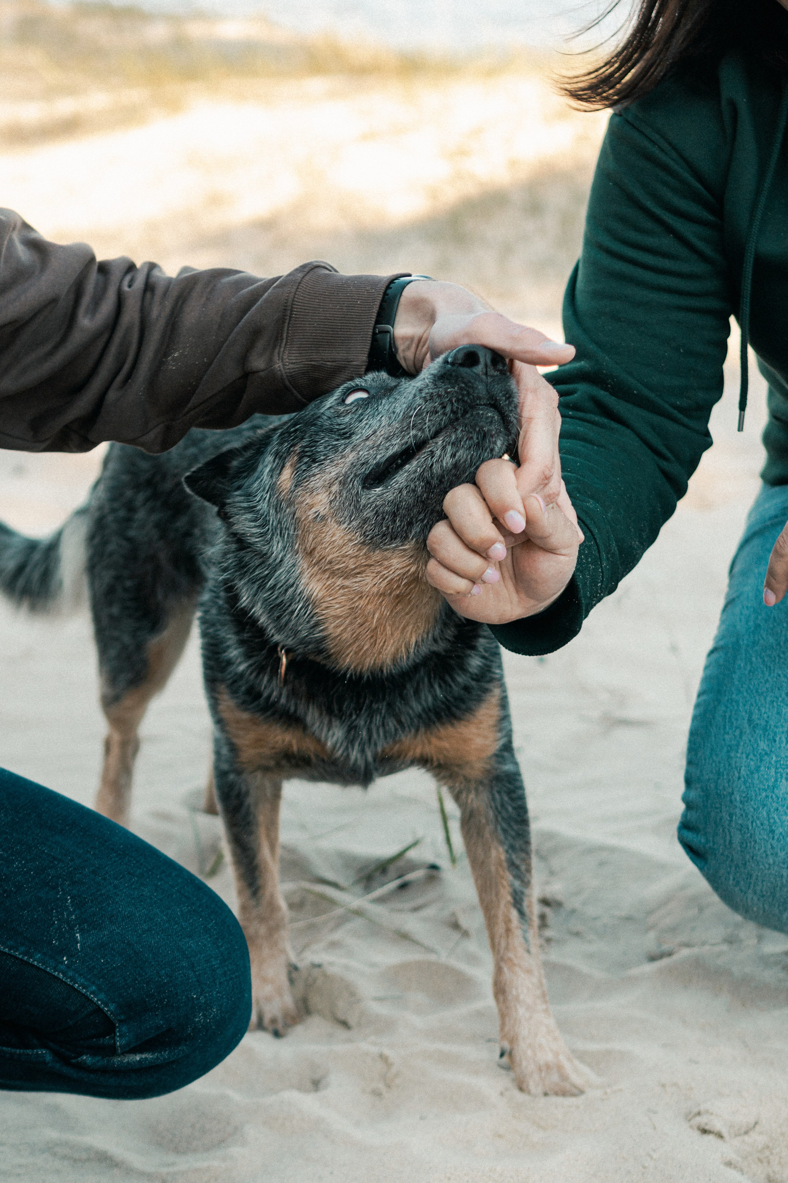 Oskar, Maria & Dmitrii. Kat Laisaar — Pet photographer in Tallinn