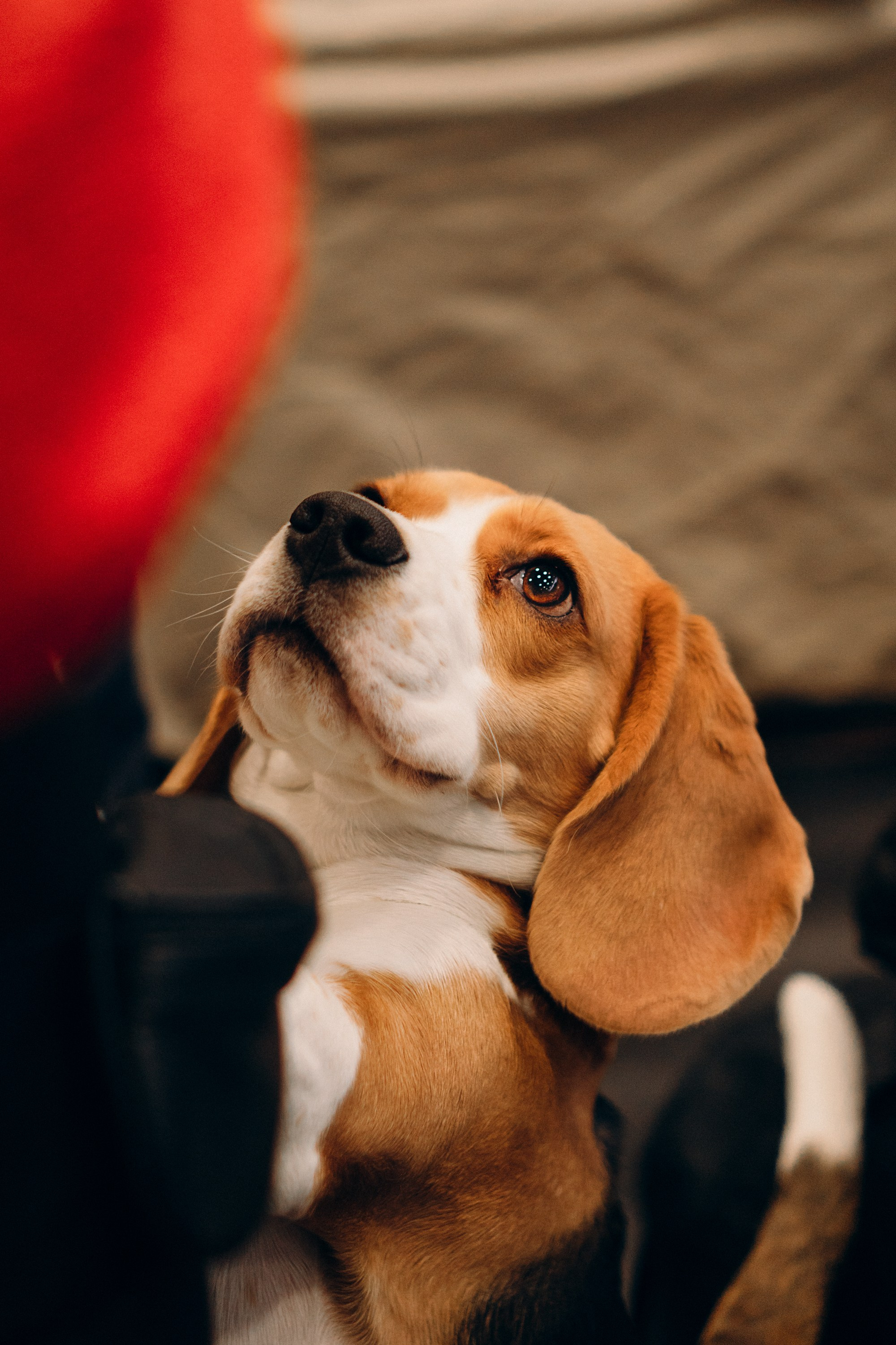 Luure & Cascada. Kat Laisaar — Pet photographer in Tallinn