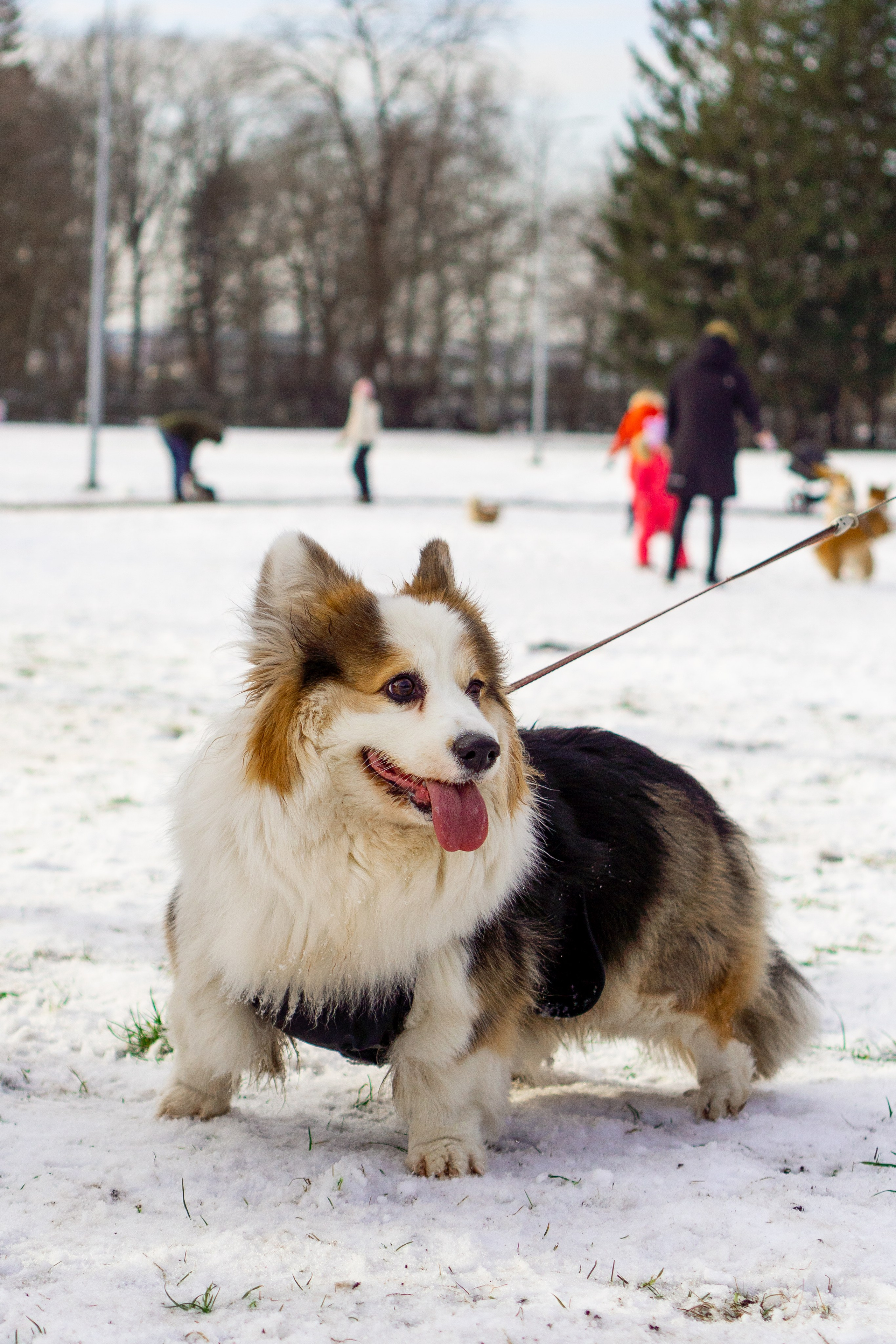 Corgi party, 23 feb. 2025. Kat Laisaar — Pet photographer in Tallinn