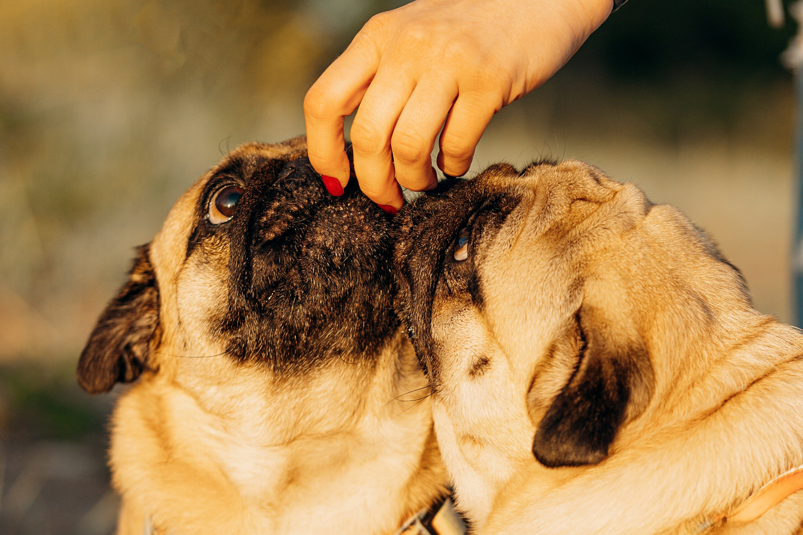 Frank, Tony, Katerina & Lev. Kat Laisaar — Pet photographer in Tallinn