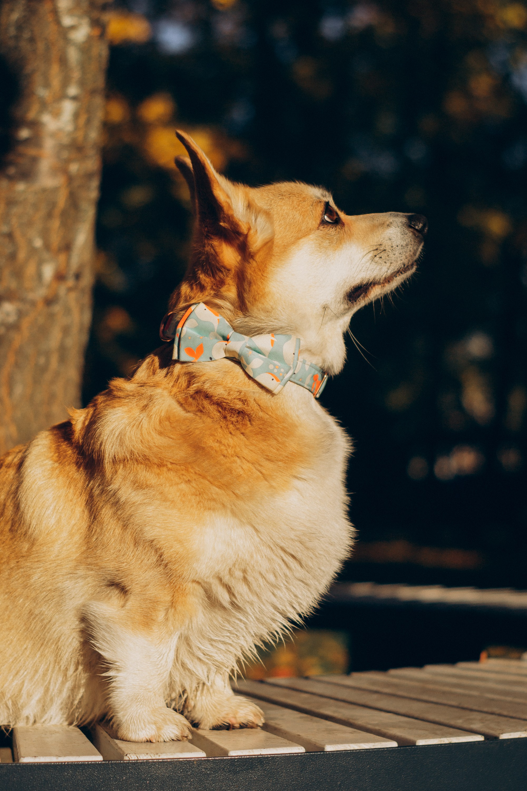 Irina and her Teffy, Pembroke Welsh Corgi. Kat Laisaar — Pet photographer in Tallinn