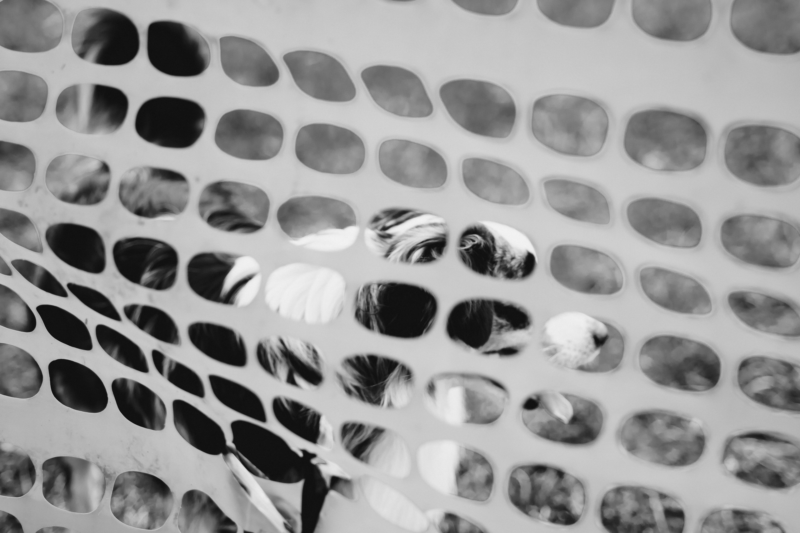 Herding Days, 26 apr. 2025. Kat Laisaar — Pet photographer in Tallinn