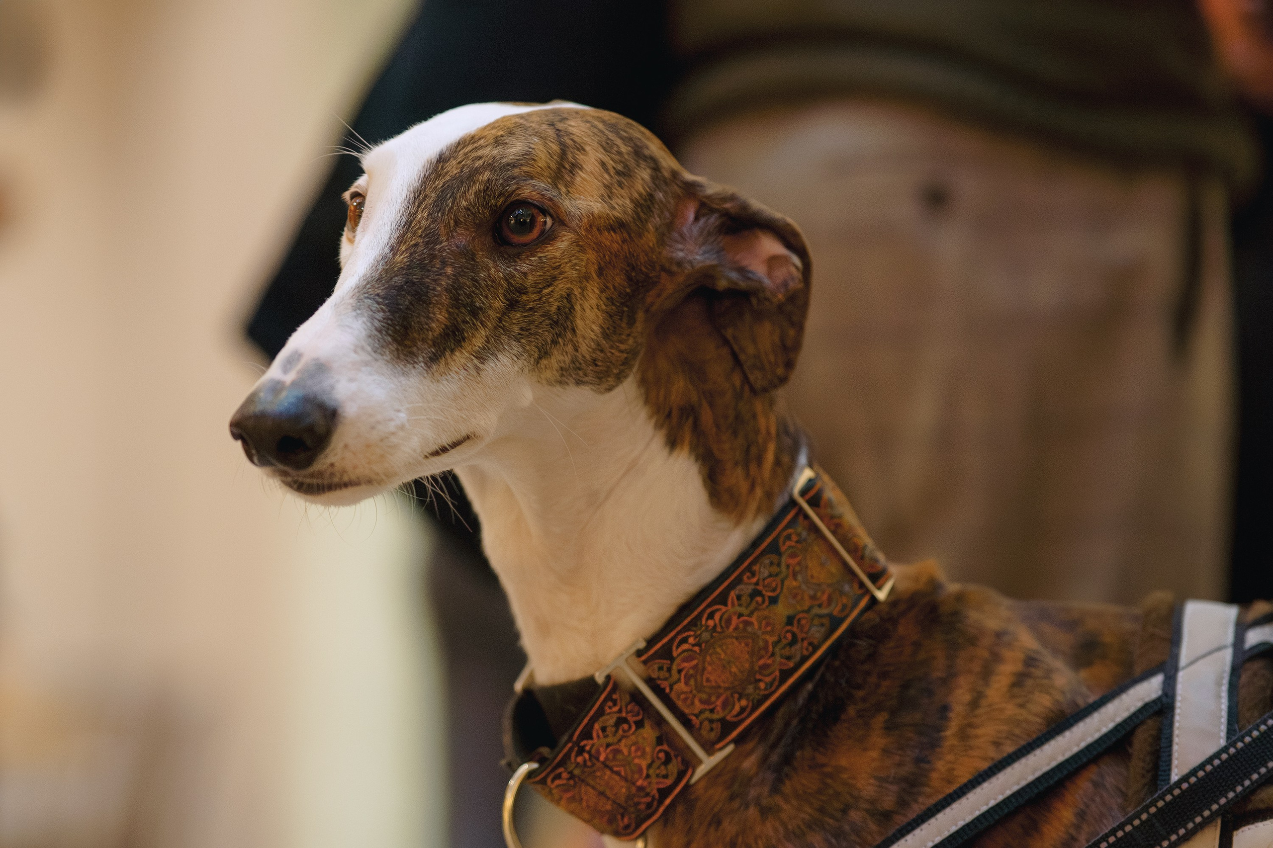 GalgoTreff / Solaris keskus 16 november. Kat Laisaar — Pet photographer in Tallinn