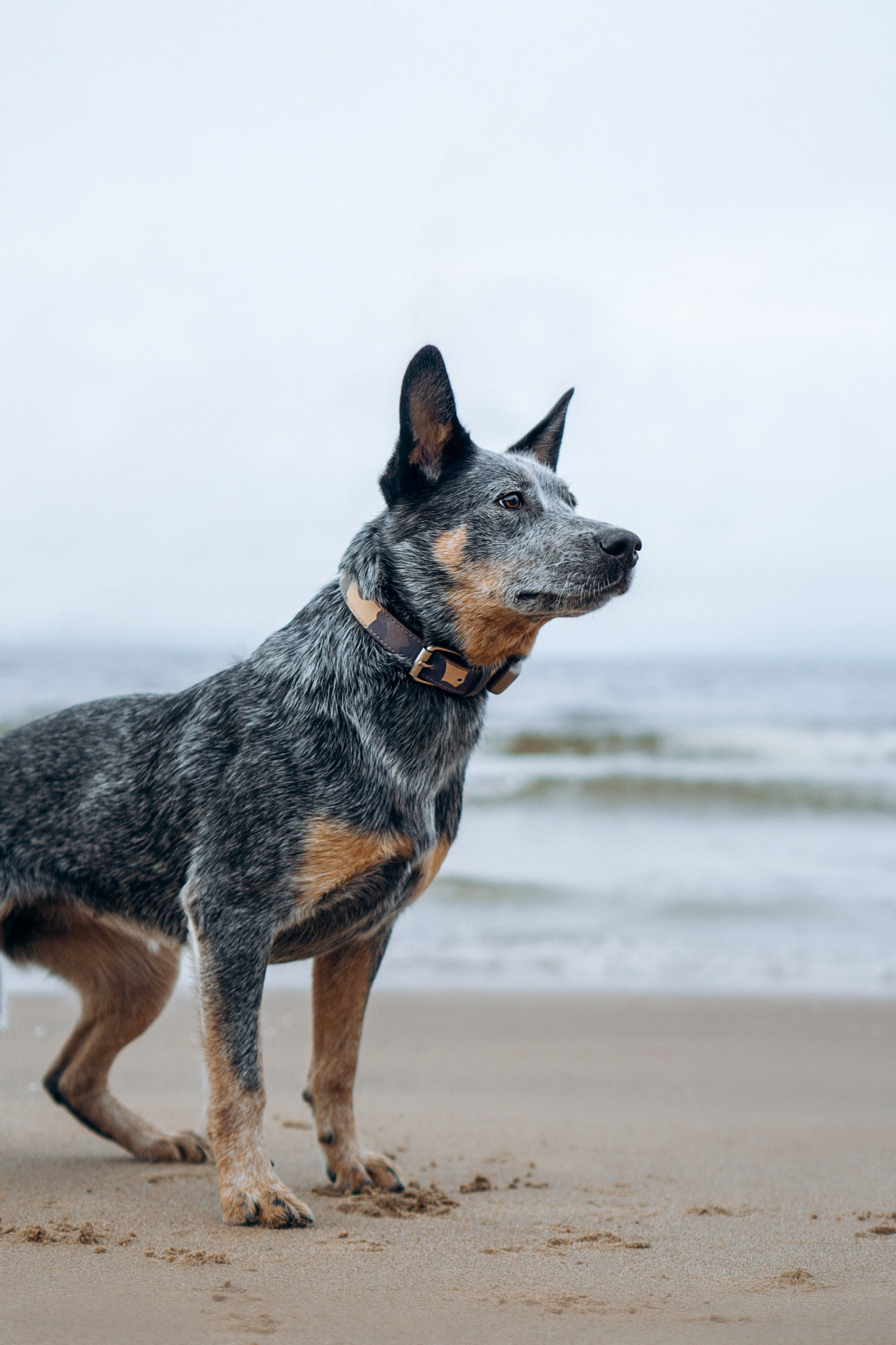 Polina and her Dakota, Australian Cattle Dog. Kat Laisaar — Pet photographer in Tallinn