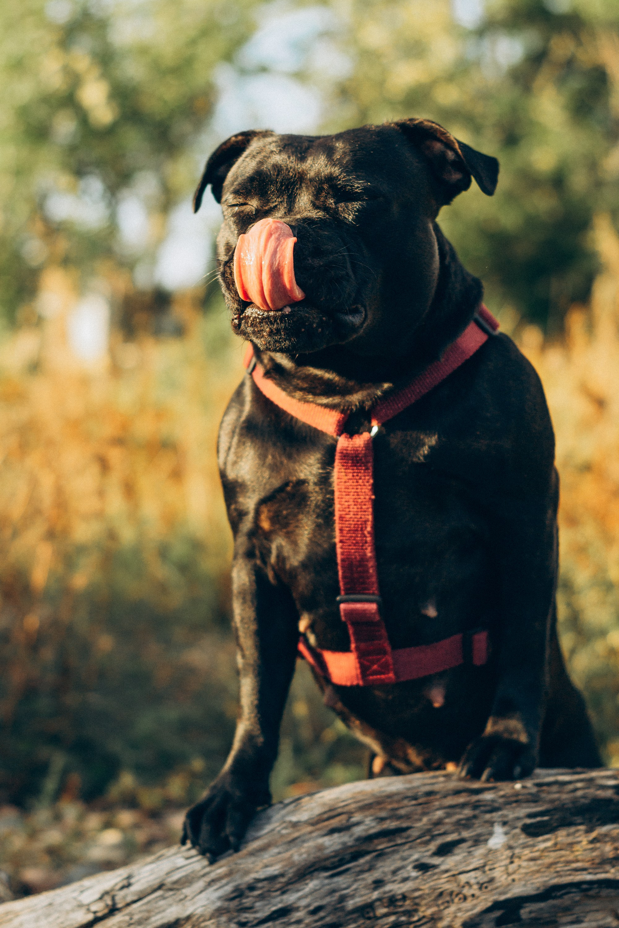 Severa and Barracuda, Staffordshire Bull Terriers. Kat Laisaar — Pet photographer in Tallinn