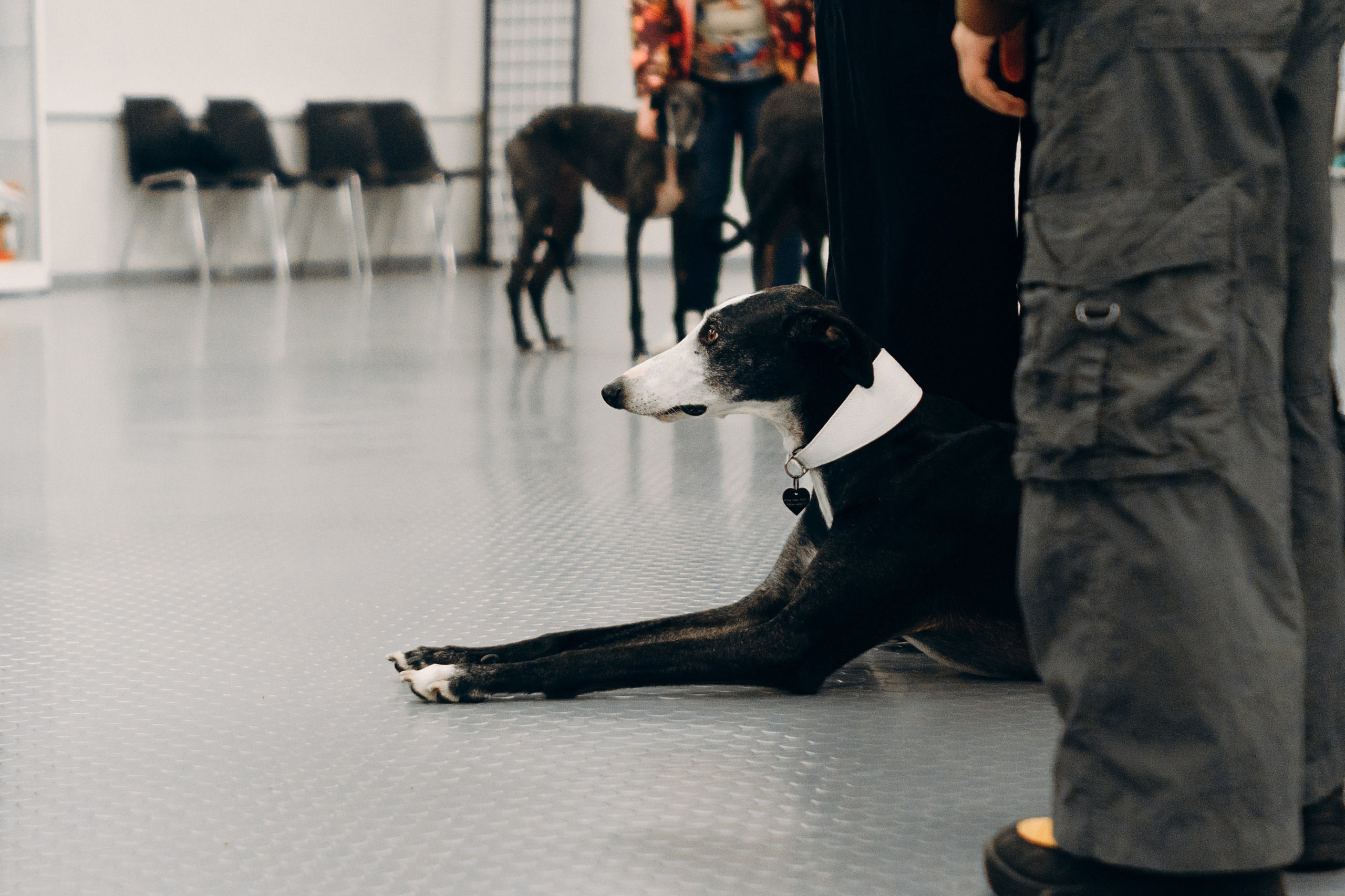 GalgoTreff / PetCity Rannamõisa, 13 apr. 2025. Kat Laisaar — Pet photographer in Tallinn