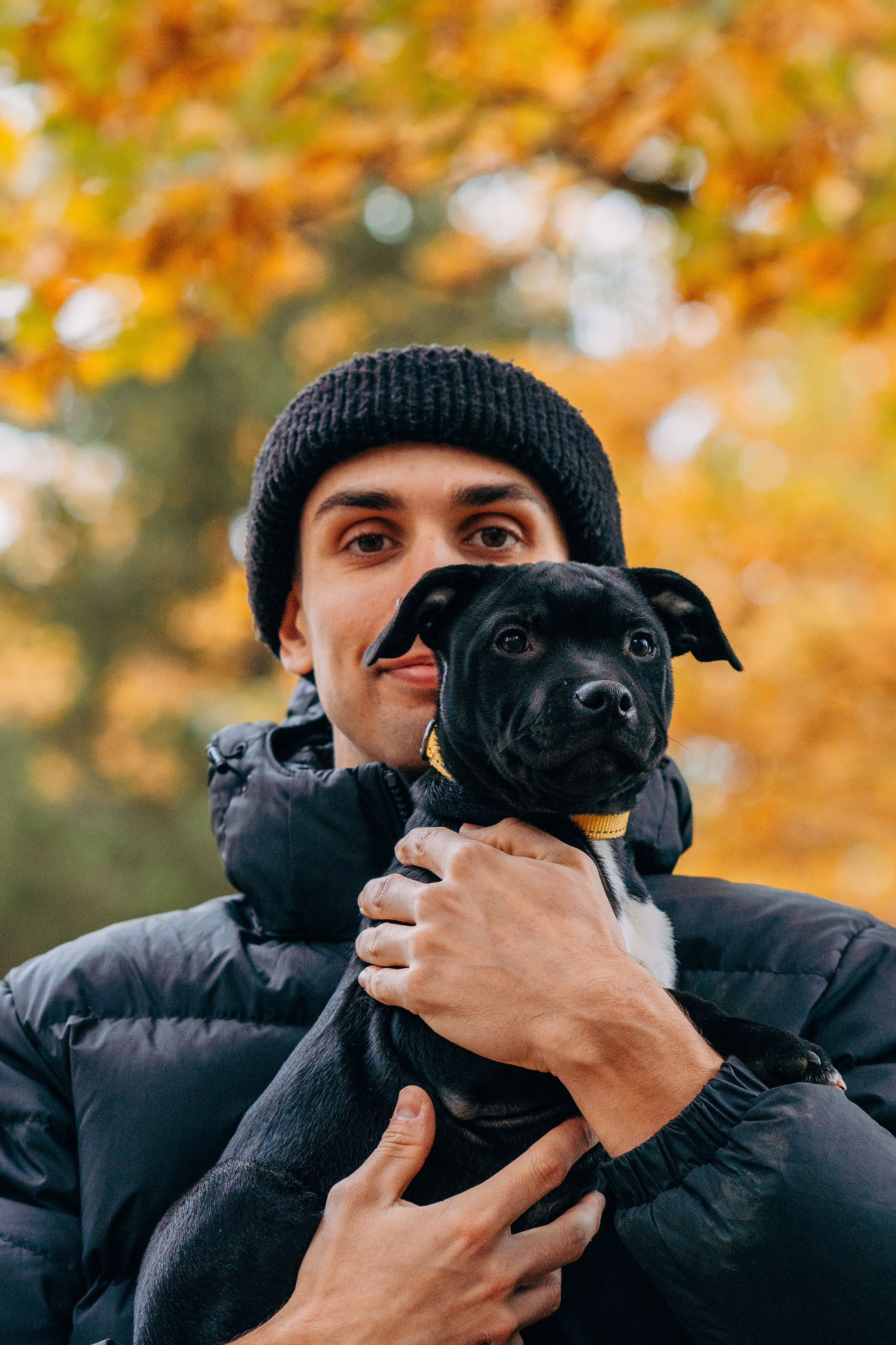Staffordshire Bull Terriers Meetup. Kat Laisaar — Pet photographer in Tallinn