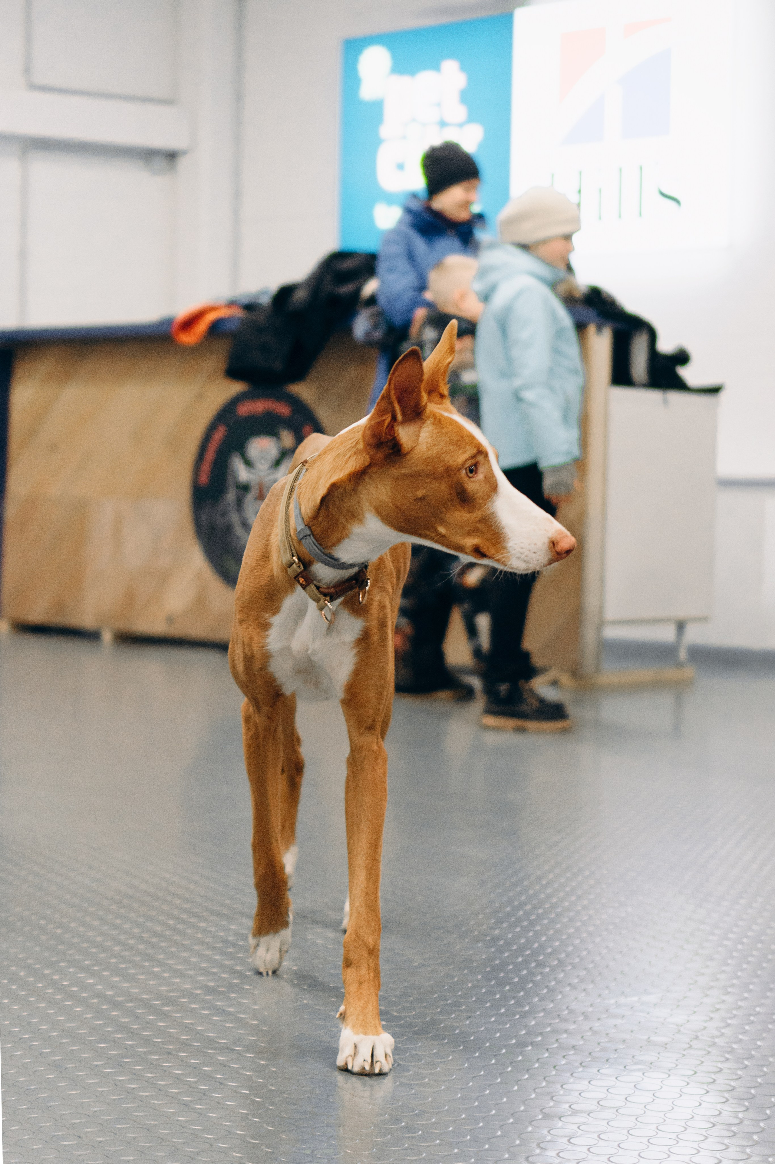 GalgoTreff / PetCity Rannamõisa, 13 apr. 2025. Kat Laisaar — Pet photographer in Tallinn