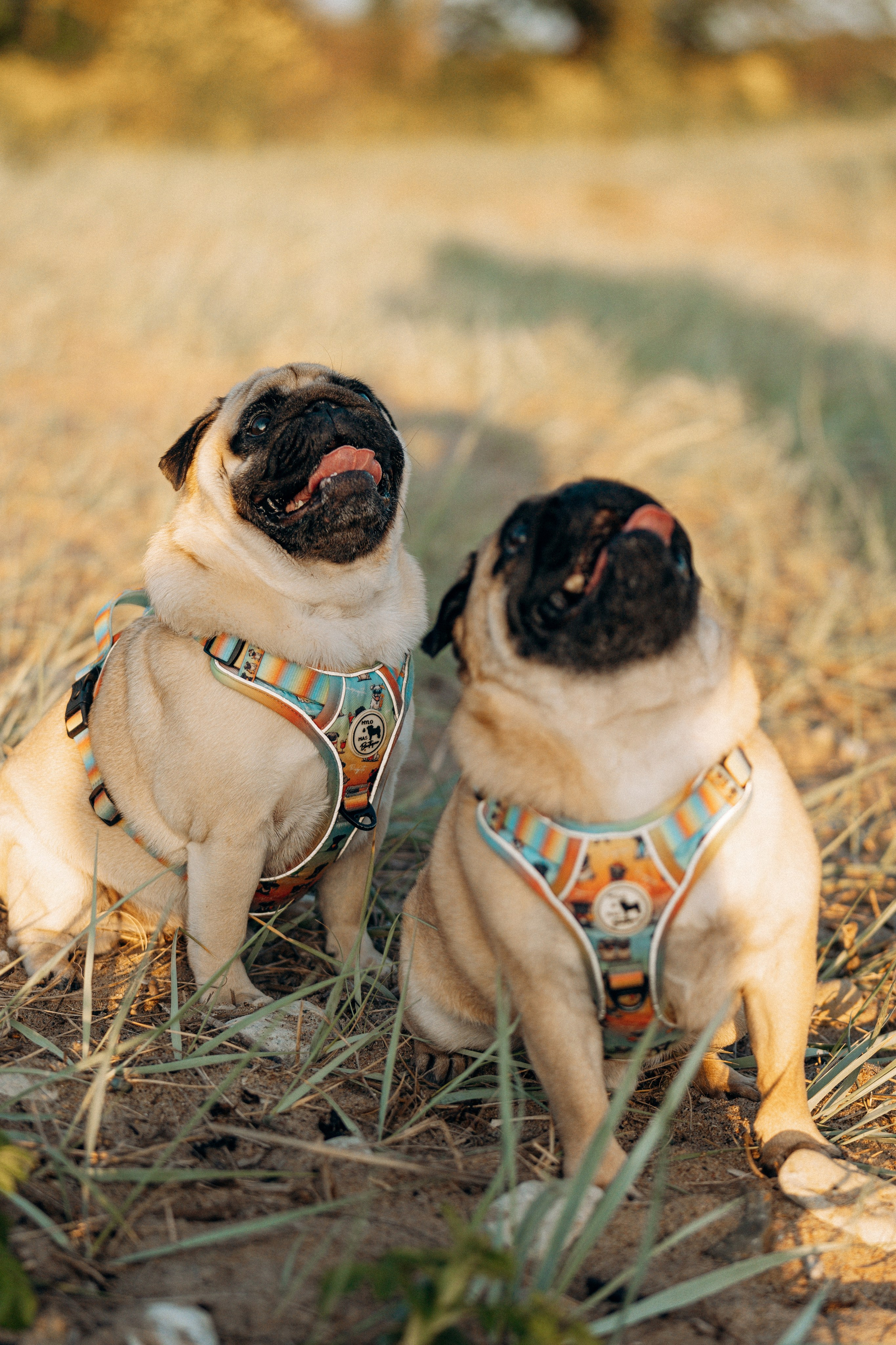 Frank, Tony, Katerina & Lev. Kat Laisaar — Pet photographer in Tallinn