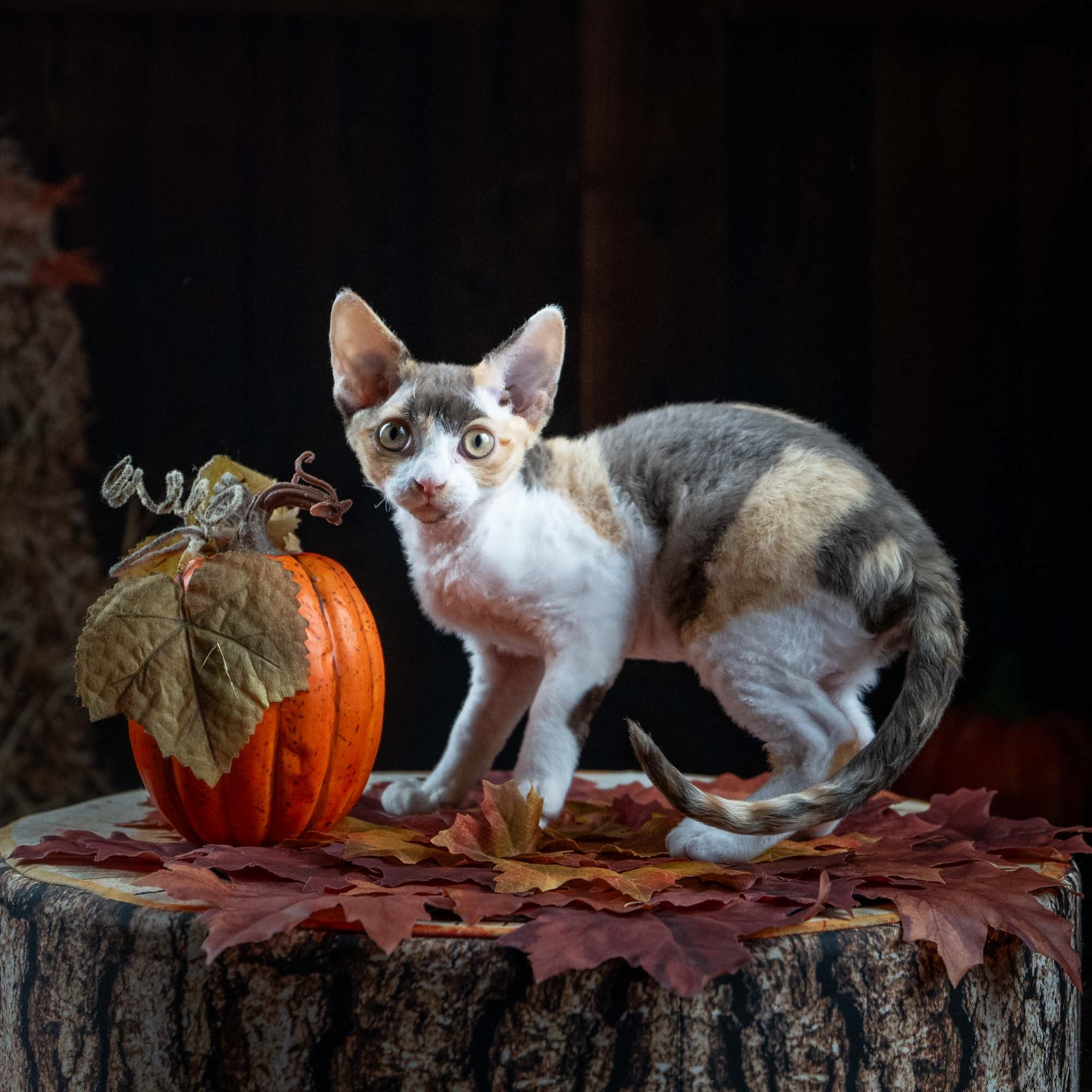 Dixie, girl, born on 06.06.24 SOLD. Devon Rex Pixie Cattery