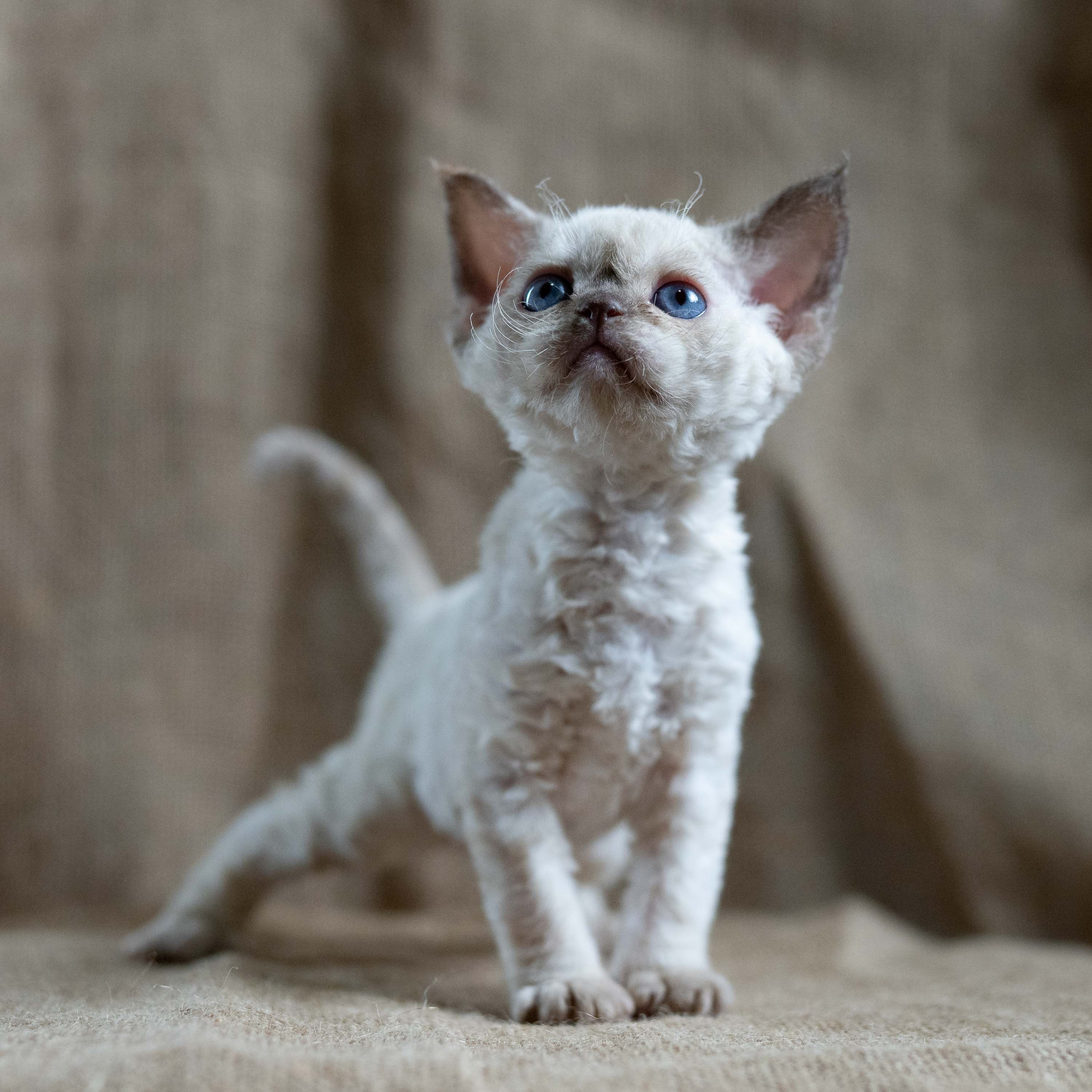 Luna, girl, born 12.20.2025. Devon Rex Pixie Cattery