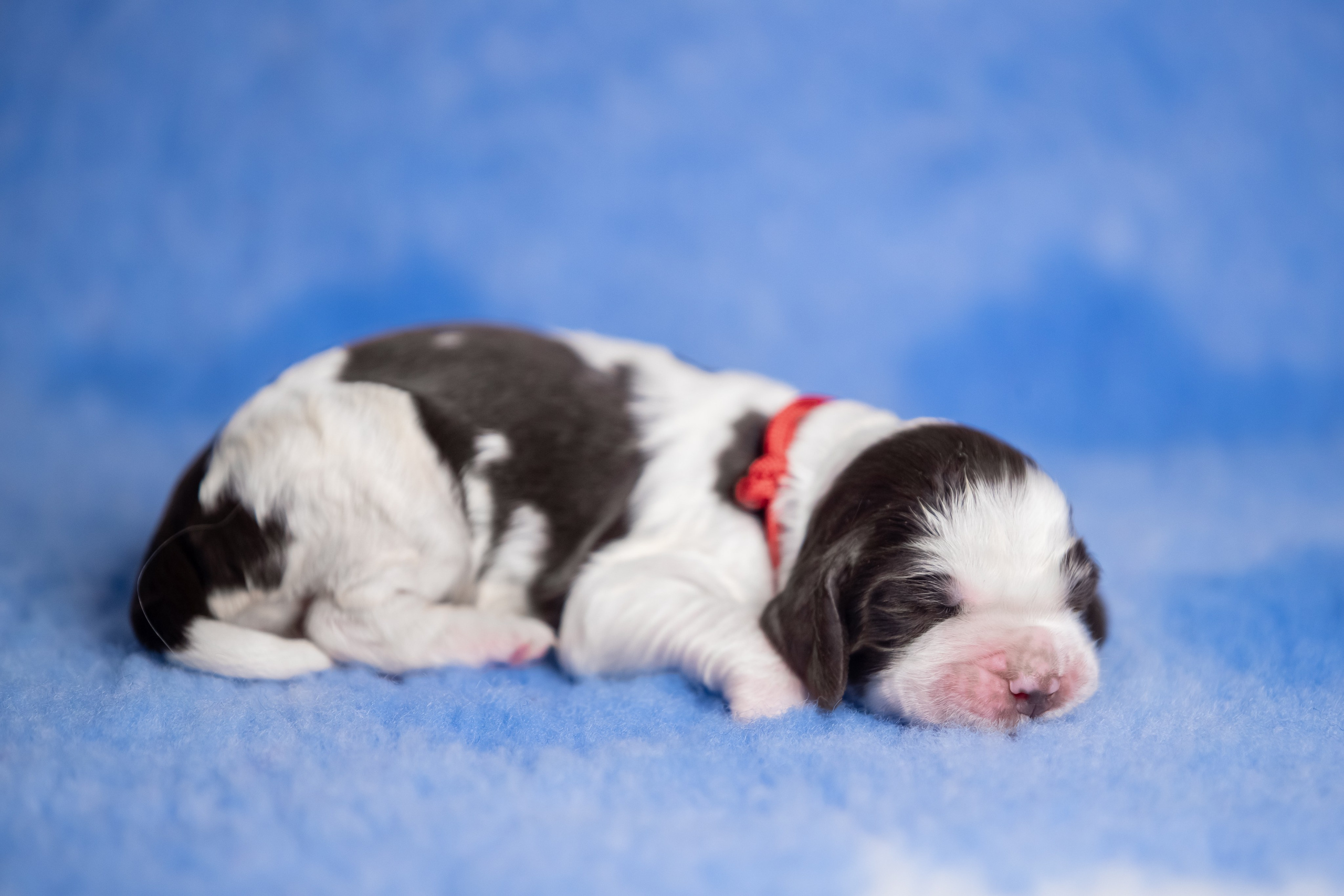 Female — Red collar ❤️. Website of the titled stud dog of the Springer Spaniel breed